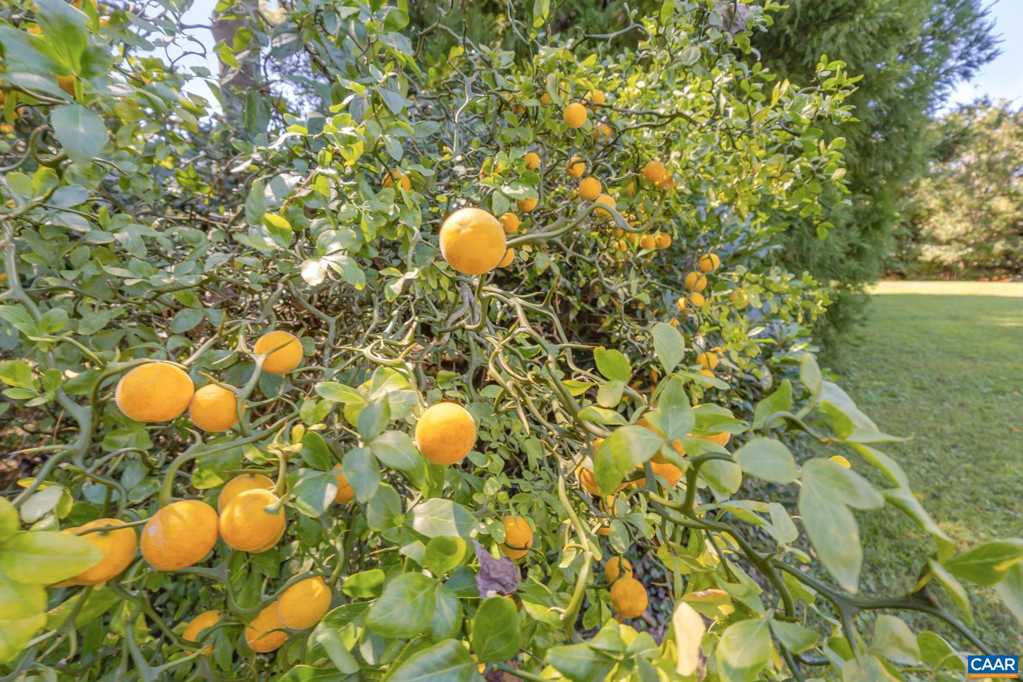 311 GLOUCESTER RD, CHARLOTTESVILLE, Virginia 22901, 5 Bedrooms Bedrooms, ,3 BathroomsBathrooms,Residential,311 GLOUCESTER RD,674598 MLS # 674598