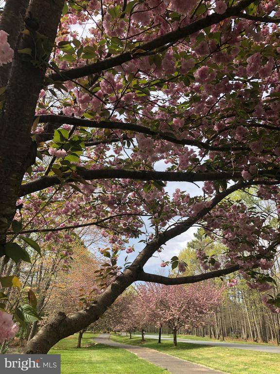 11612 LONGSTREET DR, SPOTSYLVANIA, Virginia 22551, 4 Bedrooms Bedrooms, ,5 BathroomsBathrooms,Residential,FAWN LAKE COMMUNITY ASSOC,11612 LONGSTREET DR,VASP2040202 MLS # VASP2040202 11612 LONGSTREET DR, SPOTSYLVANIA, Virginia 22551, 4 Bedrooms Bedrooms, ,5 BathroomsBathrooms,Residential,FAWN LAKE COMMUNITY ASSOC,11612 LONGSTREET DR,VASP2040202 MLS # VASP2040202