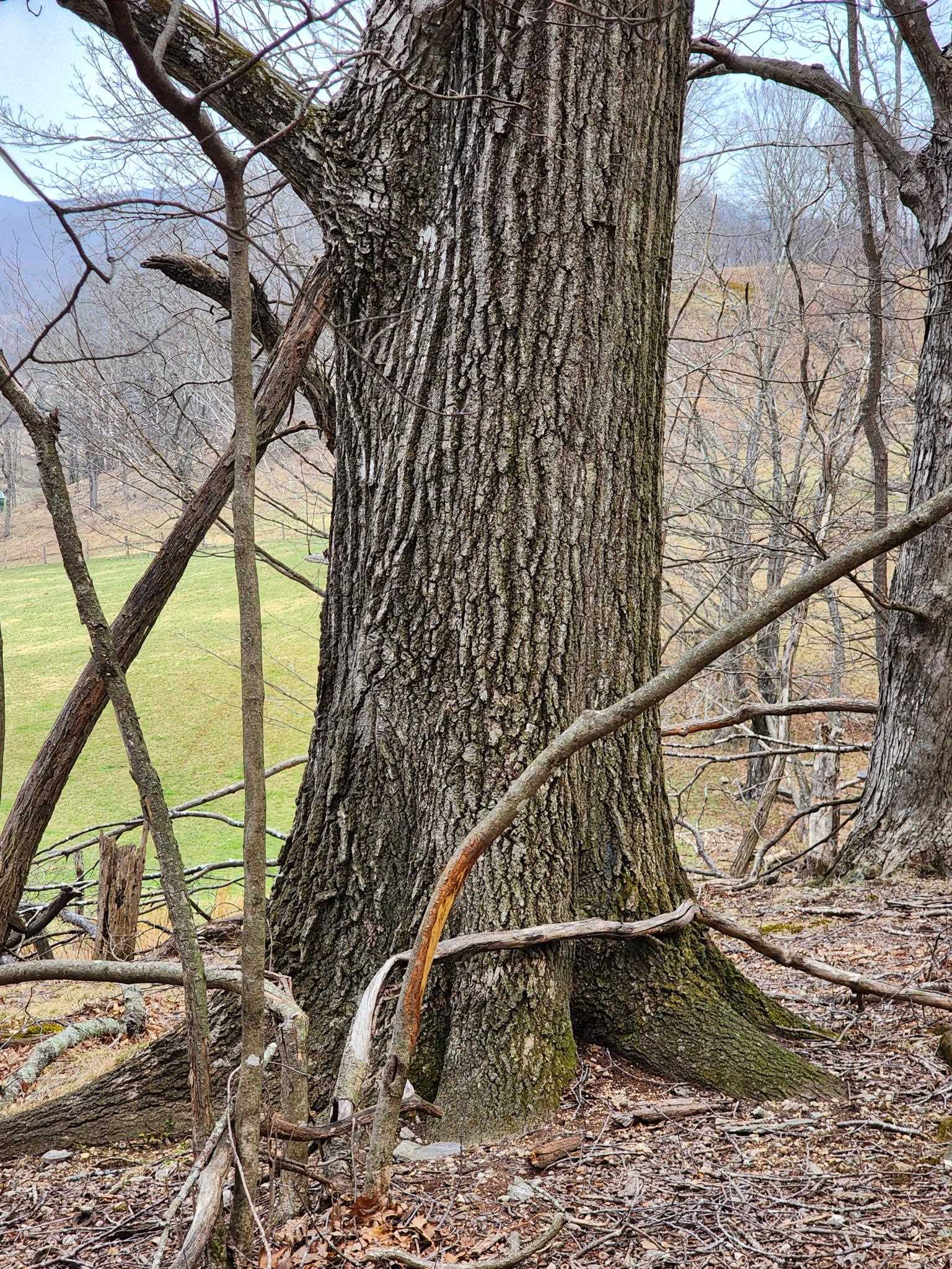 TBD JACK MOUNTAIN RD, DOE HILL, Virginia 24433, ,Land,TBD JACK MOUNTAIN RD,674667 MLS # 674667