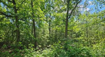 0 MT OLIVE RD, BEAVERDAM, Virginia 23015, ,Land,0 MT OLIVE RD,VASP2031834 MLS # VASP2031834