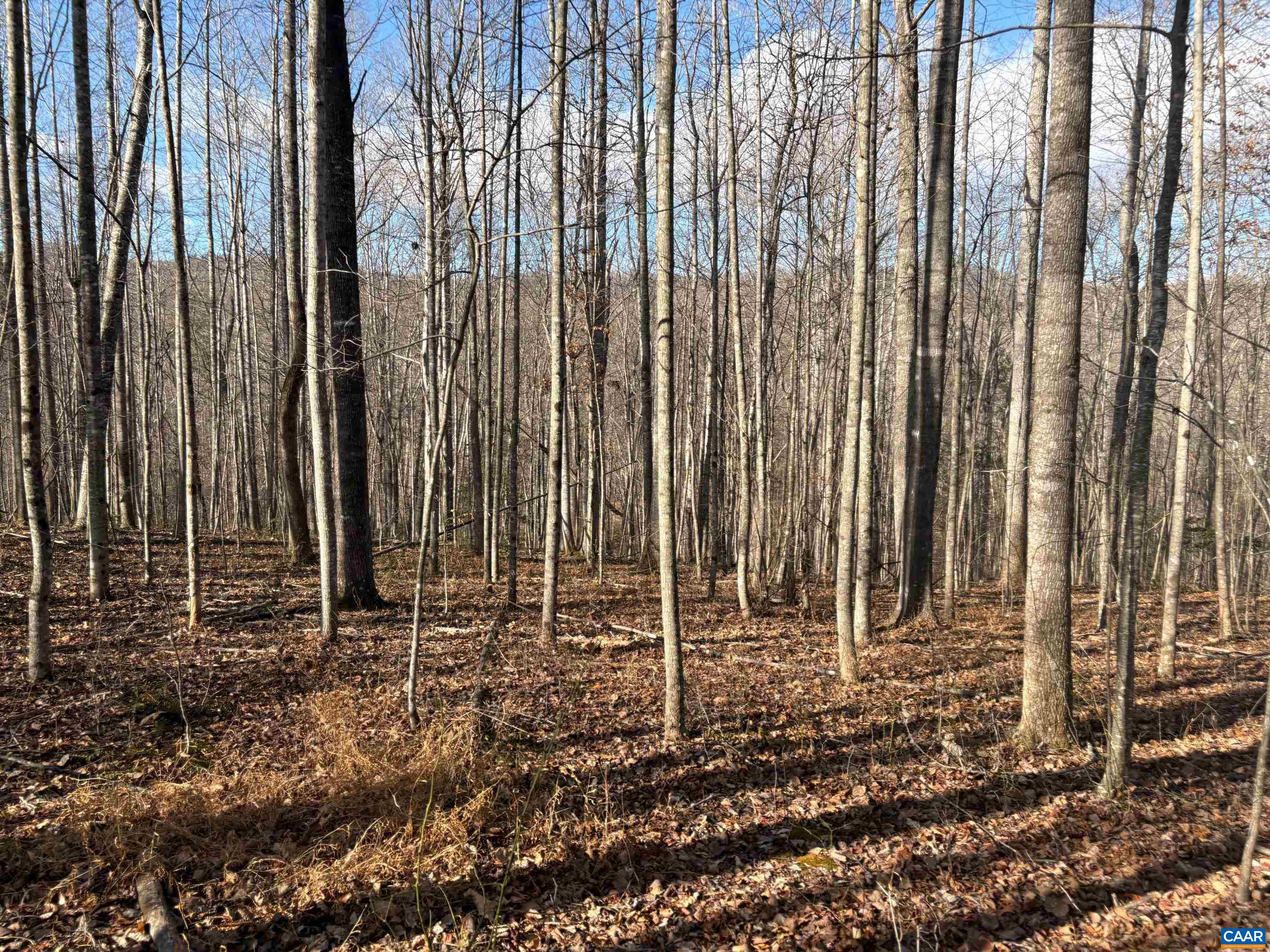 TM 23-5A MITCHELL MOUNTAIN RD, HAYWOOD, Virginia 22722, ,Land,Tax Map 23, Parcel 5A,TM 23-5A MITCHELL MOUNTAIN RD,669086 MLS # 669086