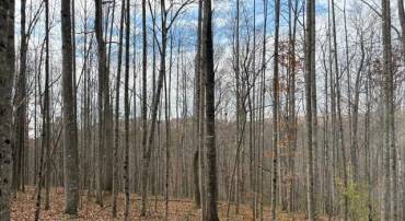 TM 23-5A MITCHELL MOUNTAIN RD, HAYWOOD, Virginia 22722, ,Land,Tax Map 23, Parcel 5A,TM 23-5A MITCHELL MOUNTAIN RD,669086 MLS # 669086