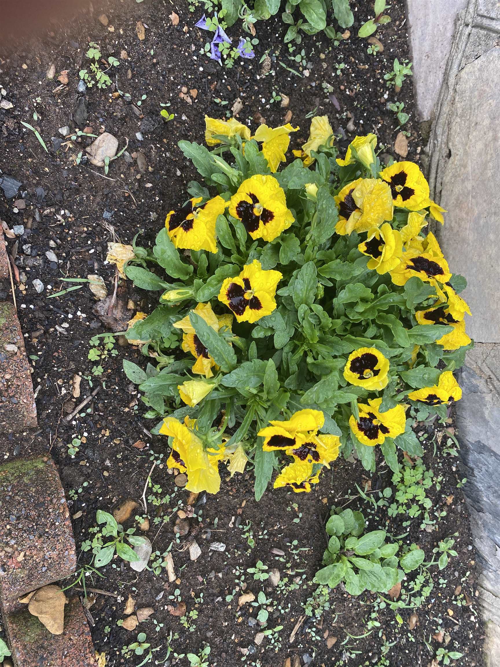 48 CONFEDERATE ST, VERONA, Virginia 24482, 3 Bedrooms Bedrooms, ,2 BathroomsBathrooms,Residential,48 CONFEDERATE ST,674723 MLS # 674723