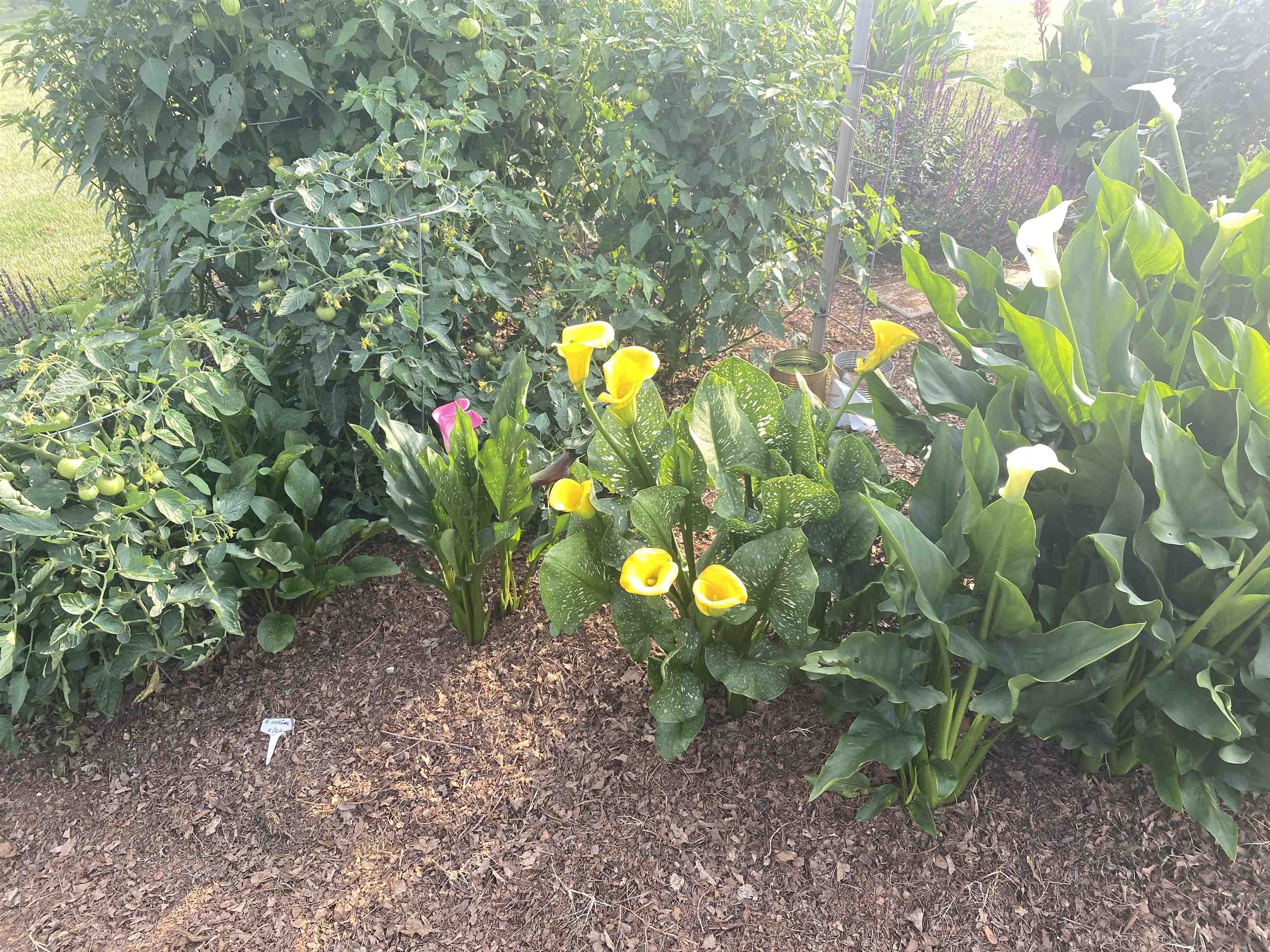 48 CONFEDERATE ST, VERONA, Virginia 24482, 3 Bedrooms Bedrooms, ,2 BathroomsBathrooms,Residential,48 CONFEDERATE ST,674723 MLS # 674723