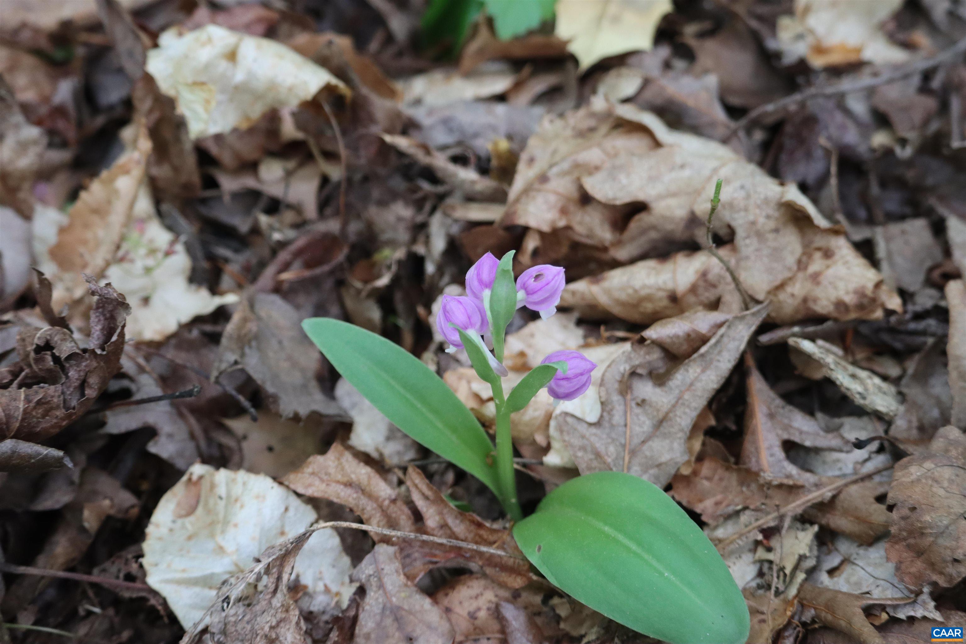 1185 BELLE MEADE RD, BUMPASS, Virginia 23024, 4 Bedrooms Bedrooms, ,3 BathroomsBathrooms,Residential,Private, picturesque, and full of possibility, Bel,1185 BELLE MEADE RD,674750 MLS # 674750