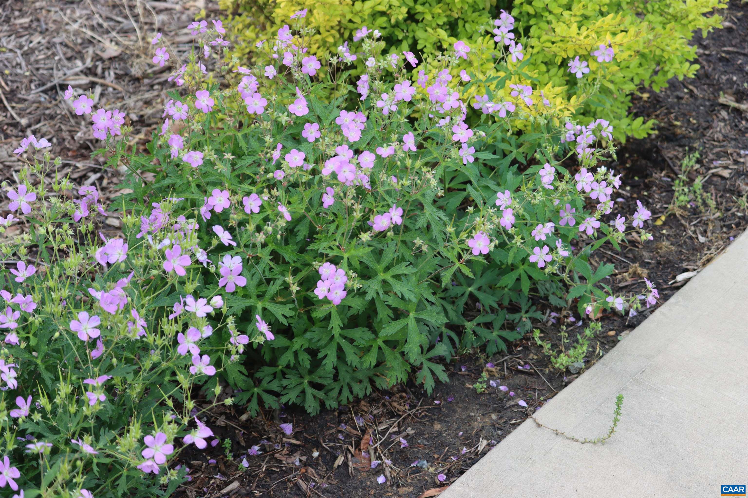 1185 BELLE MEADE RD, BUMPASS, Virginia 23024, 4 Bedrooms Bedrooms, ,3 BathroomsBathrooms,Residential,Private, picturesque, and full of possibility, Bel,1185 BELLE MEADE RD,674750 MLS # 674750