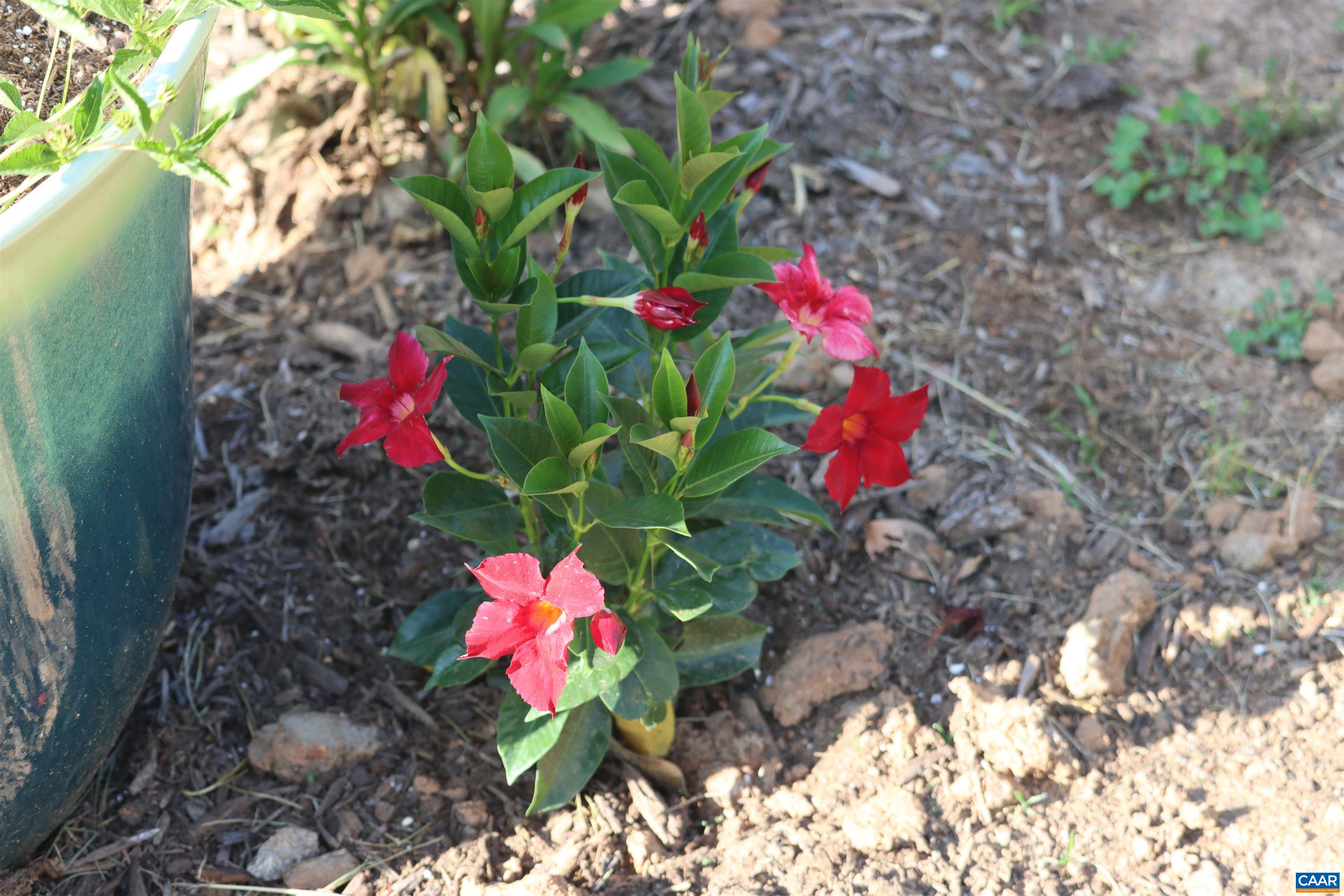 1185 BELLE MEADE RD, BUMPASS, Virginia 23024, 4 Bedrooms Bedrooms, ,3 BathroomsBathrooms,Residential,Private, picturesque, and full of possibility, Bel,1185 BELLE MEADE RD,674750 MLS # 674750