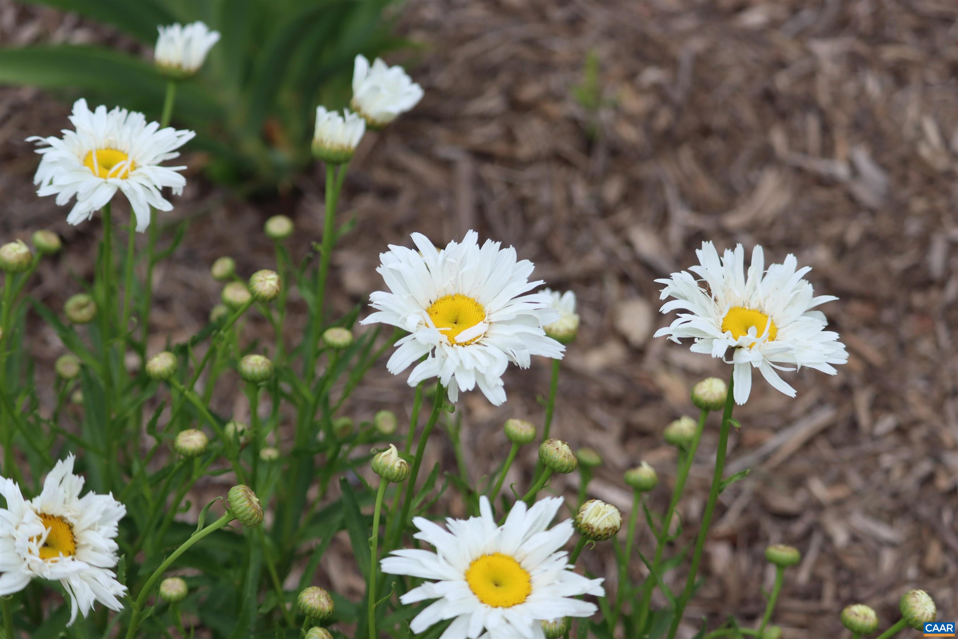 1185 BELLE MEADE RD, BUMPASS, Virginia 23024, 4 Bedrooms Bedrooms, ,3 BathroomsBathrooms,Residential,Private, picturesque, and full of possibility, Bel,1185 BELLE MEADE RD,674750 MLS # 674750