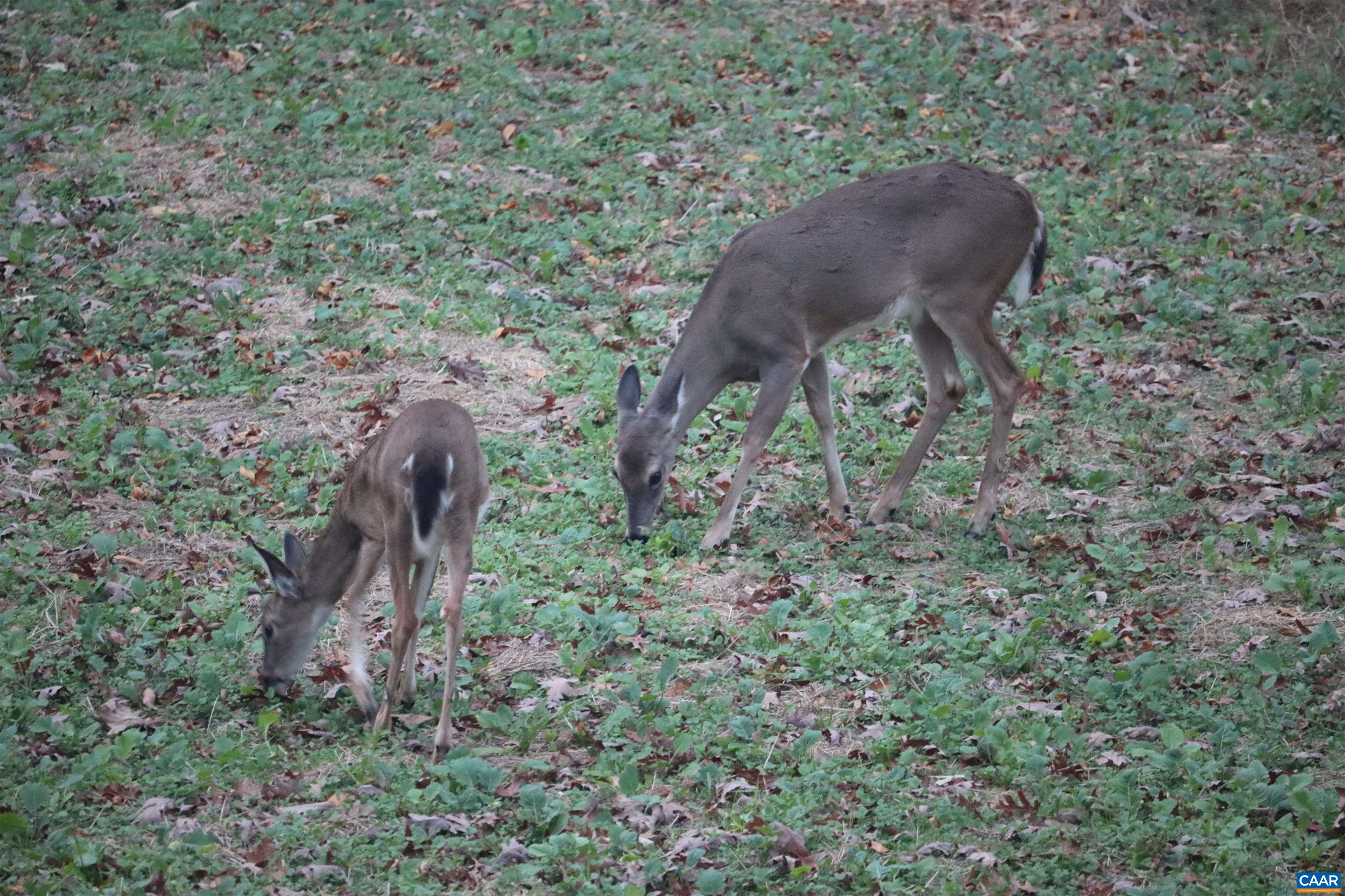 1185 BELLE MEADE RD, BUMPASS, Virginia 23024, 4 Bedrooms Bedrooms, ,3 BathroomsBathrooms,Residential,Private, picturesque, and full of possibility, Bel,1185 BELLE MEADE RD,674750 MLS # 674750