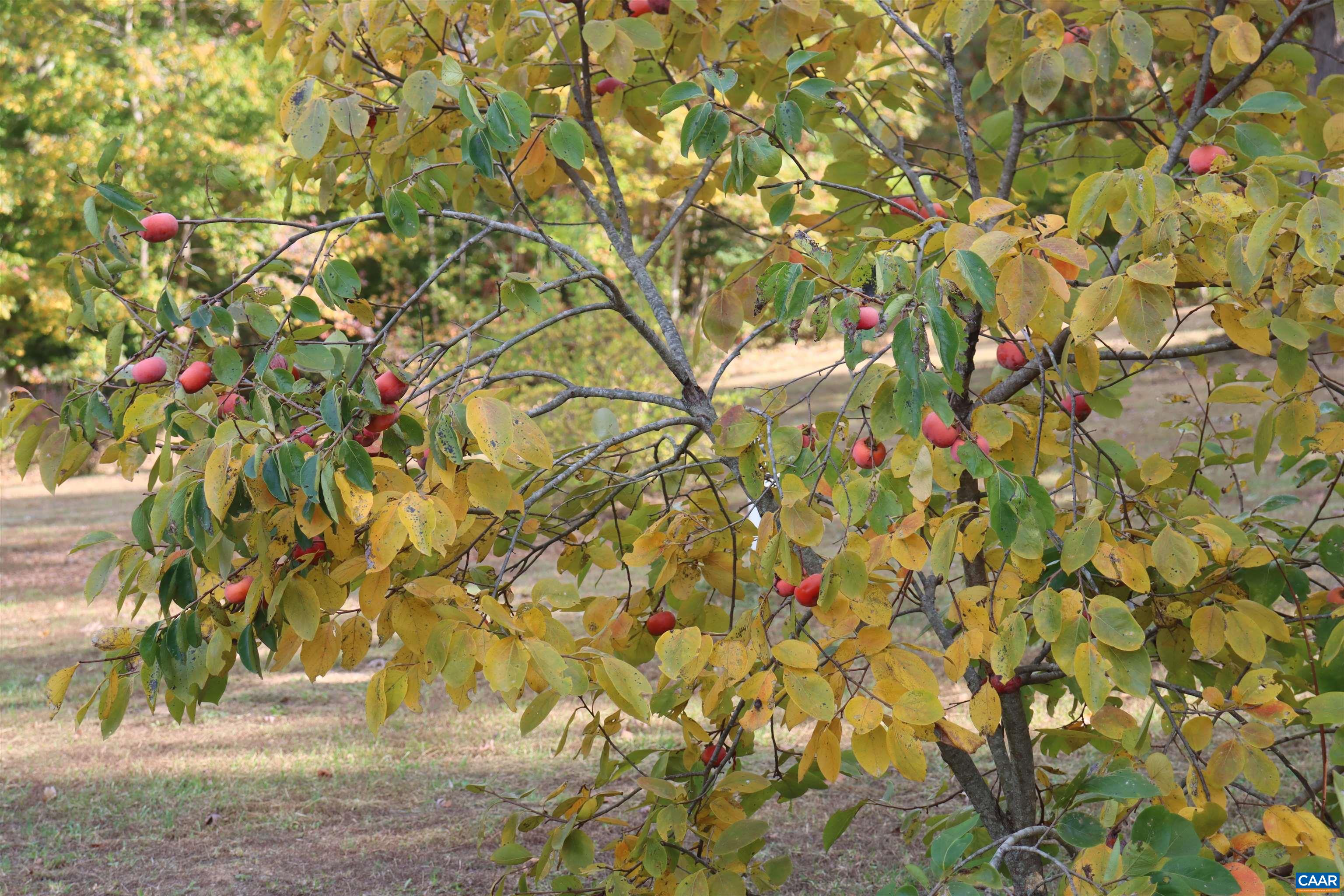 1185 BELLE MEADE RD, BUMPASS, Virginia 23024, 4 Bedrooms Bedrooms, ,3 BathroomsBathrooms,Residential,Private, picturesque, and full of possibility, Bel,1185 BELLE MEADE RD,674750 MLS # 674750