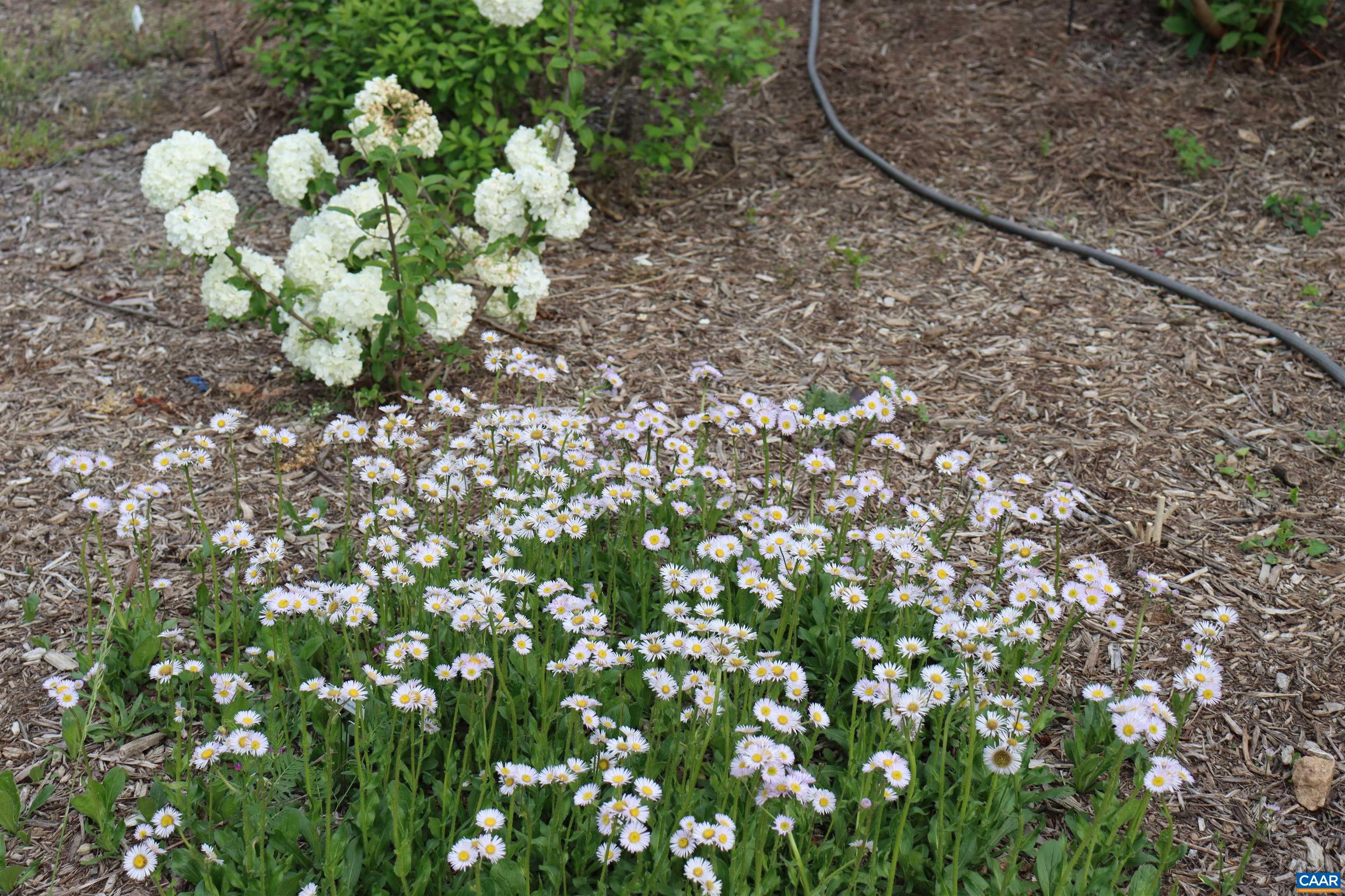 1185 BELLE MEADE RD, BUMPASS, Virginia 23024, 4 Bedrooms Bedrooms, ,3 BathroomsBathrooms,Residential,Private, picturesque, and full of possibility, Bel,1185 BELLE MEADE RD,674750 MLS # 674750