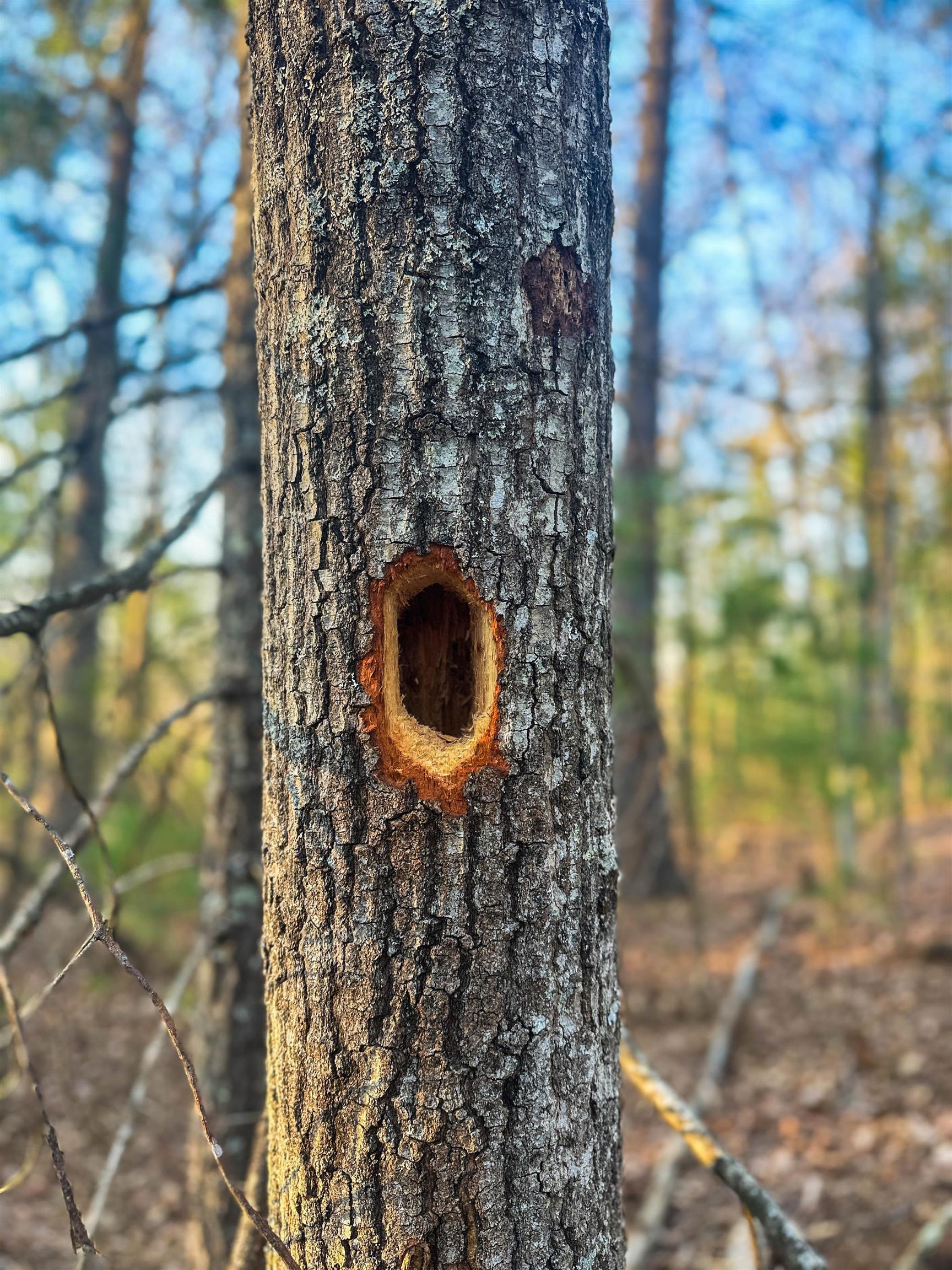 4358 DEERFIELD VALLEY RD, DEERFIELD, Virginia 24432, ,Land,4358 DEERFIELD VALLEY RD,674776 MLS # 674776