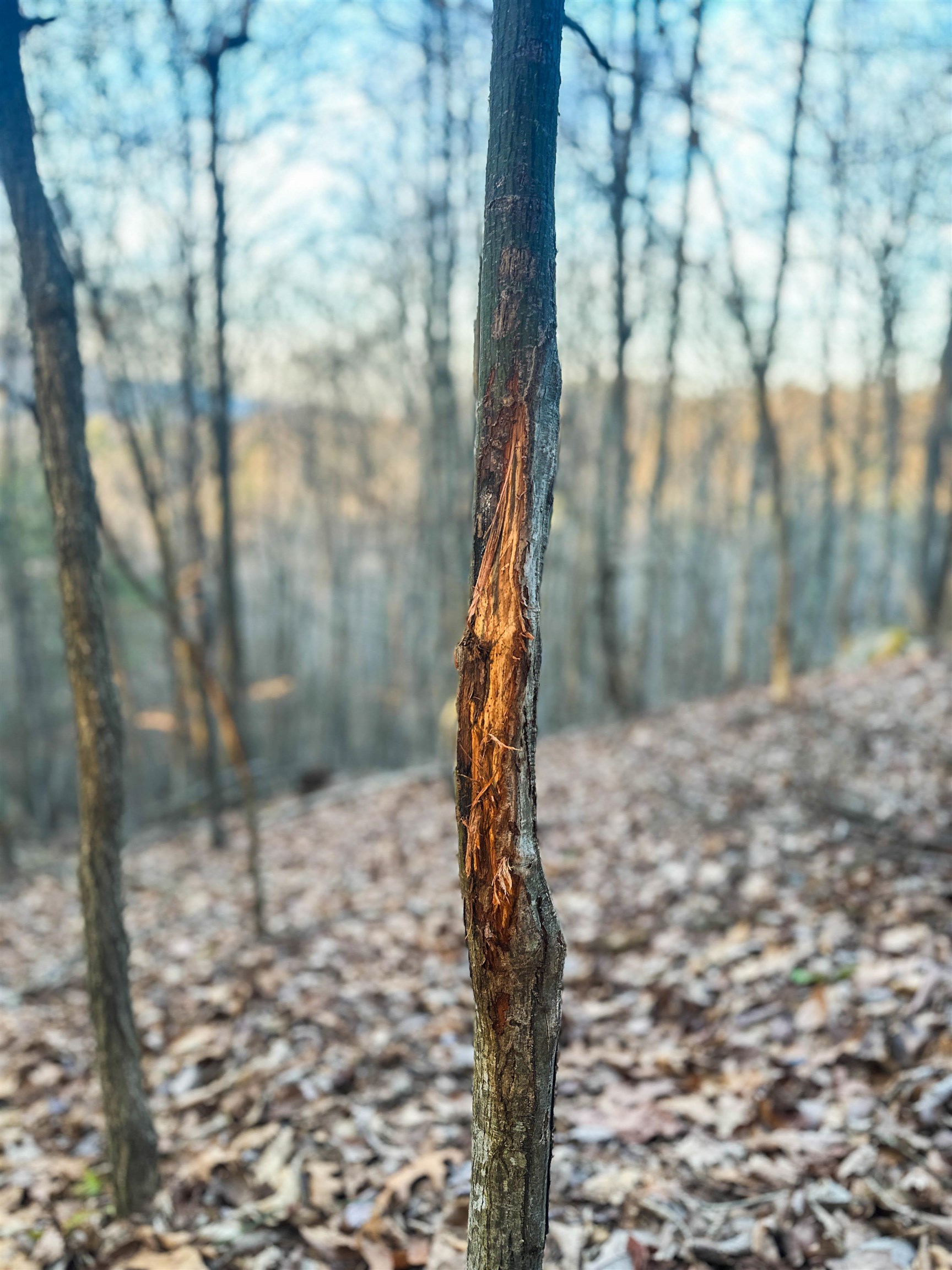 4358 DEERFIELD VALLEY RD, DEERFIELD, Virginia 24432, ,Land,4358 DEERFIELD VALLEY RD,674776 MLS # 674776