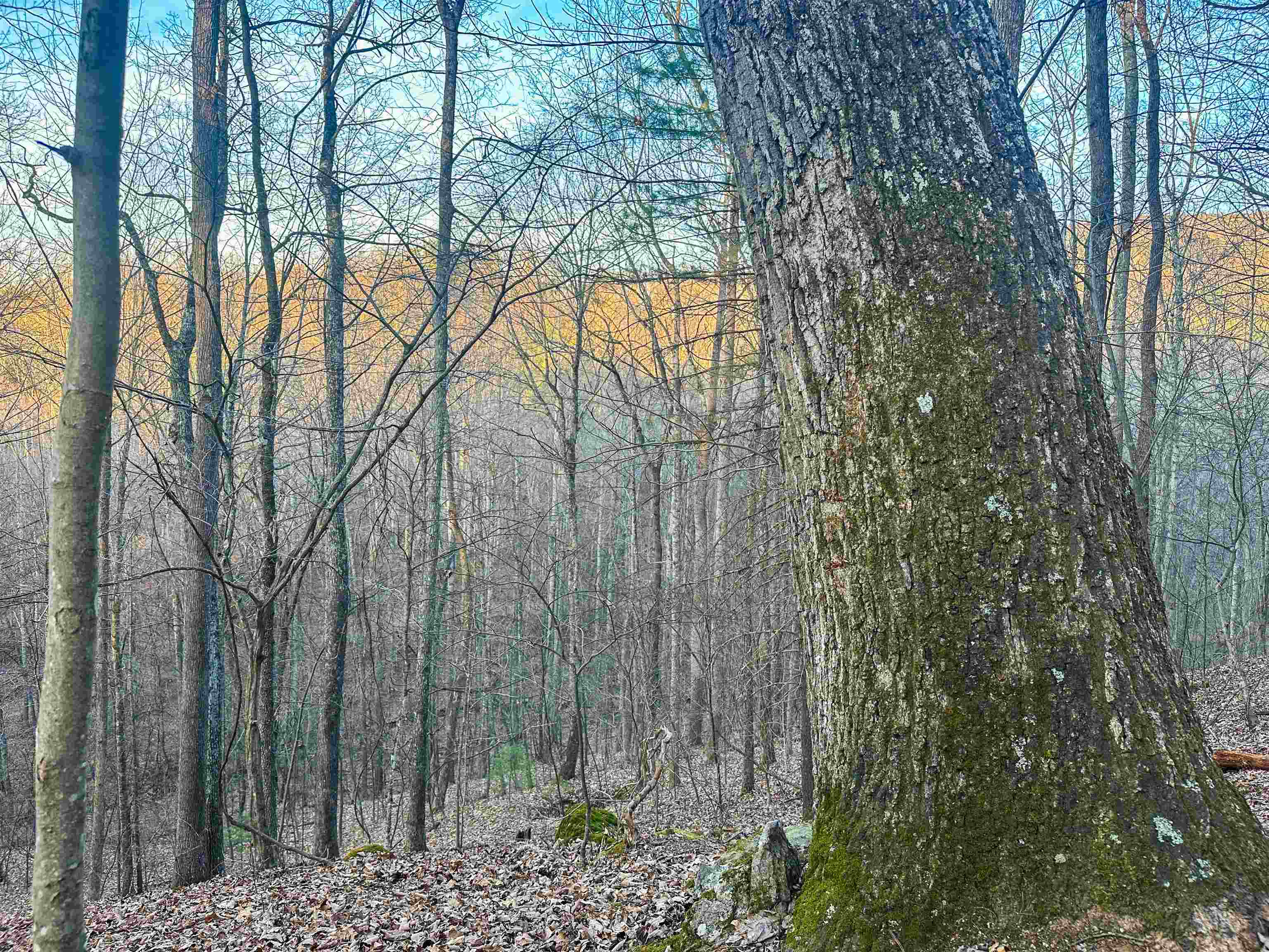 4358 DEERFIELD VALLEY RD, DEERFIELD, Virginia 24432, ,Land,4358 DEERFIELD VALLEY RD,674776 MLS # 674776