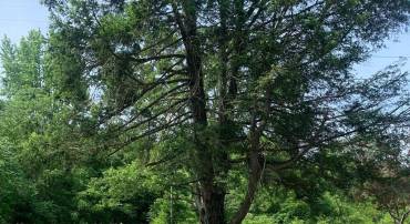 11900 POST OAK RD, SPOTSYLVANIA, Virginia 22551, ,Residential,11900 POST OAK RD,VASP2040268 MLS # VASP2040268