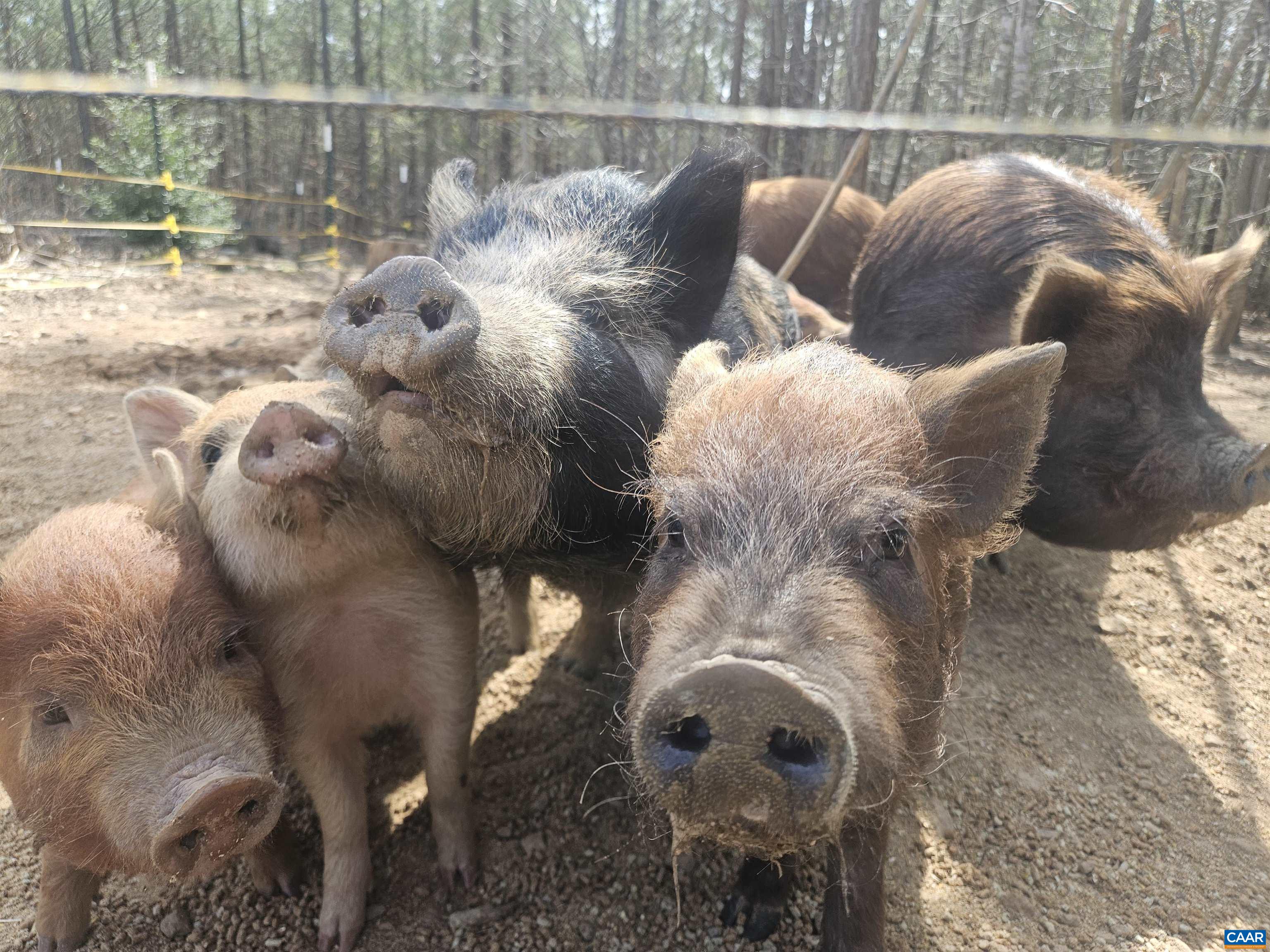 1340 ROUNDABOUT RD, LOUISA, Virginia 23093, 3 Bedrooms Bedrooms, ,2 BathroomsBathrooms,Residential,1340 ROUNDABOUT RD,674695 MLS # 674695 1340 ROUNDABOUT RD, LOUISA, Virginia 23093, 3 Bedrooms Bedrooms, ,2 BathroomsBathrooms,Residential,1340 ROUNDABOUT RD,674695 MLS # 674695