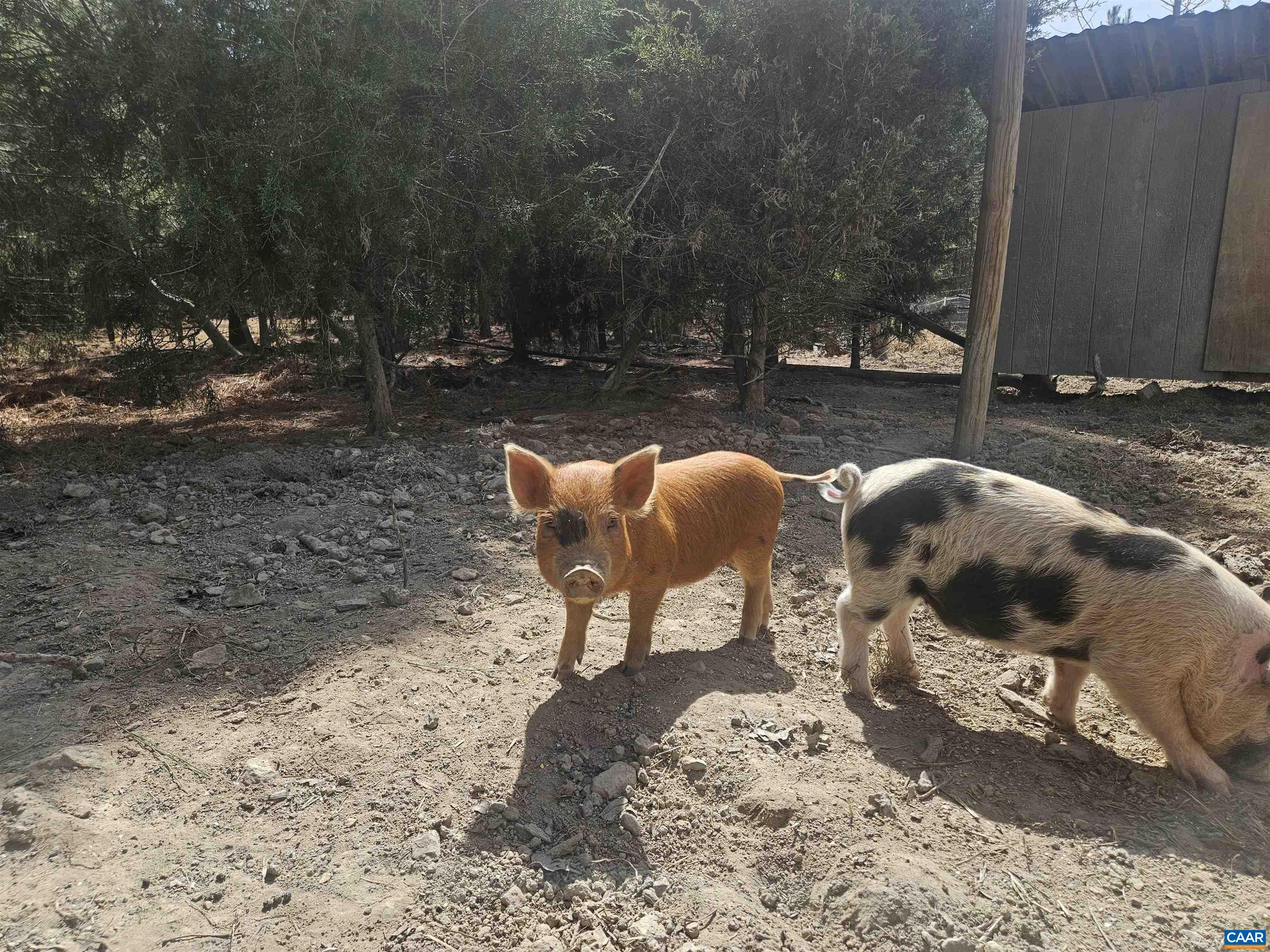 1340 ROUNDABOUT RD, LOUISA, Virginia 23093, 3 Bedrooms Bedrooms, ,2 BathroomsBathrooms,Residential,1340 ROUNDABOUT RD,674695 MLS # 674695 1340 ROUNDABOUT RD, LOUISA, Virginia 23093, 3 Bedrooms Bedrooms, ,2 BathroomsBathrooms,Residential,1340 ROUNDABOUT RD,674695 MLS # 674695