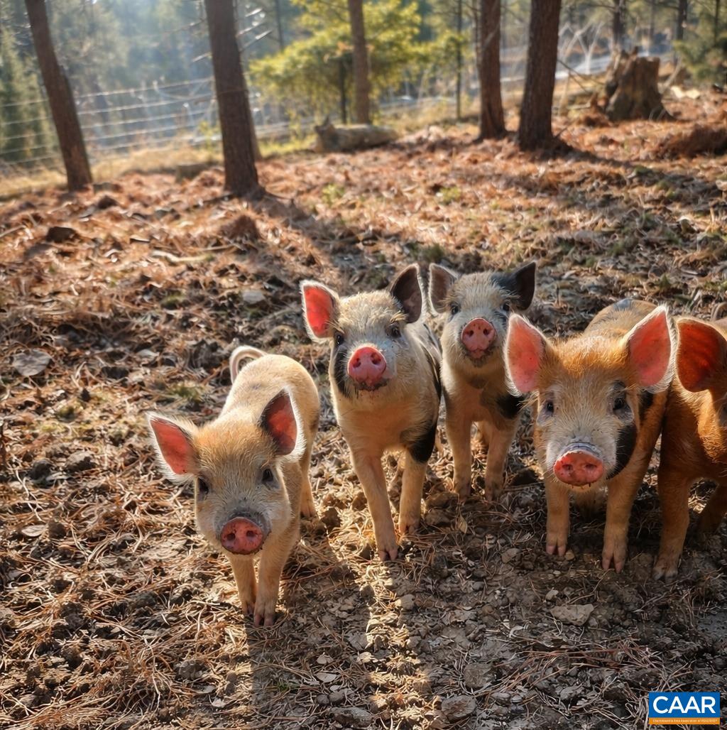 1340 ROUNDABOUT RD, LOUISA, Virginia 23093, 3 Bedrooms Bedrooms, ,2 BathroomsBathrooms,Residential,1340 ROUNDABOUT RD,674695 MLS # 674695 1340 ROUNDABOUT RD, LOUISA, Virginia 23093, 3 Bedrooms Bedrooms, ,2 BathroomsBathrooms,Residential,1340 ROUNDABOUT RD,674695 MLS # 674695