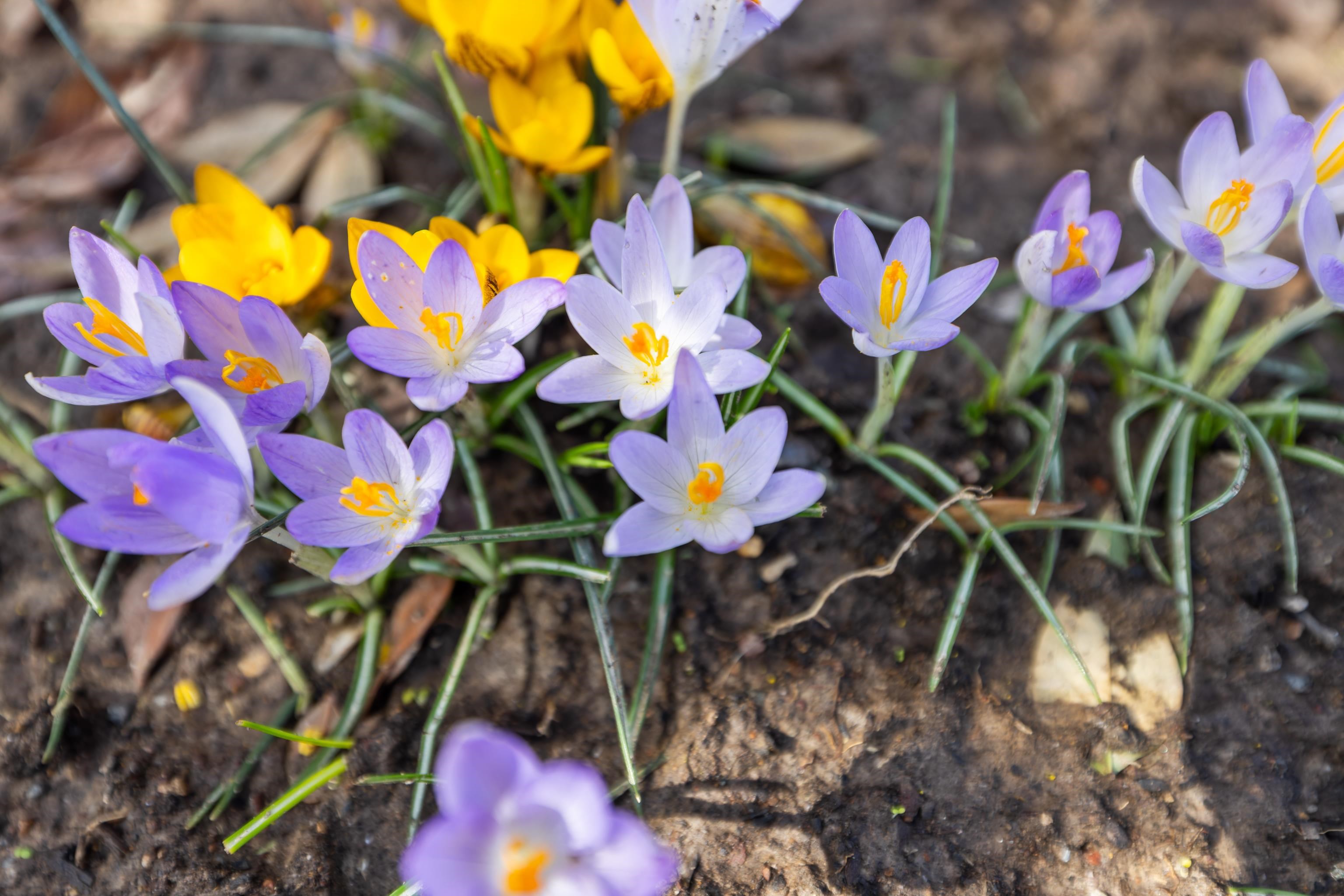 1540 APPLE RIDGE CT, HARRISONBURG, Virginia 22801, 4 Bedrooms Bedrooms, ,2 BathroomsBathrooms,Residential,1540 APPLE RIDGE CT,674846 MLS # 674846