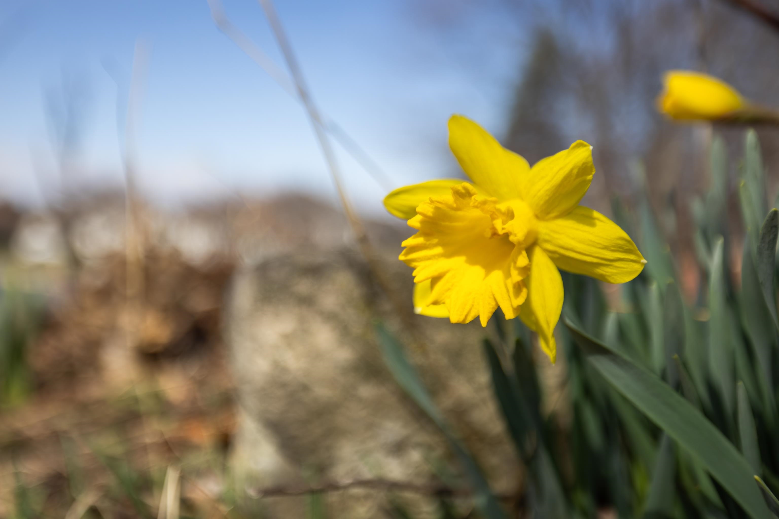 1540 APPLE RIDGE CT, HARRISONBURG, Virginia 22801, 4 Bedrooms Bedrooms, ,2 BathroomsBathrooms,Residential,1540 APPLE RIDGE CT,674846 MLS # 674846