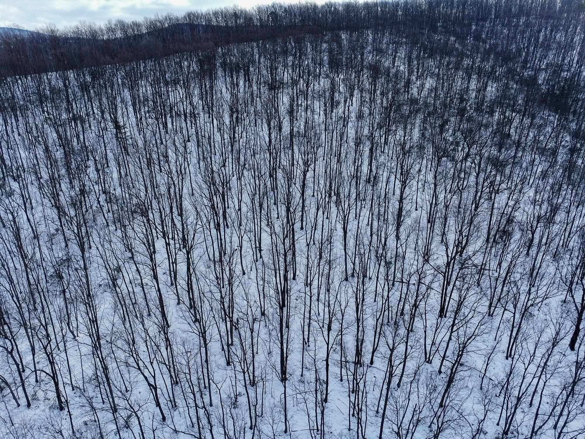 TBD CUBBAGE HOLLOW RD, STANLEY, Virginia 22851, ,Land,TBD CUBBAGE HOLLOW RD,674868 MLS # 674868