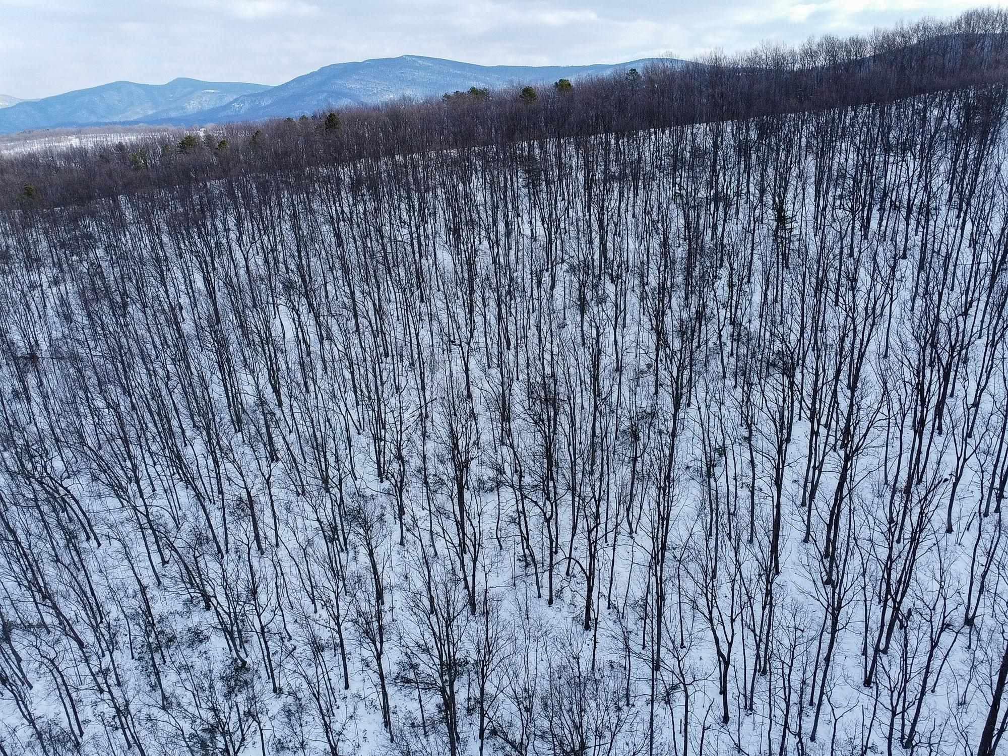 TBD CUBBAGE HOLLOW RD, STANLEY, Virginia 22851, ,Land,TBD CUBBAGE HOLLOW RD,674868 MLS # 674868