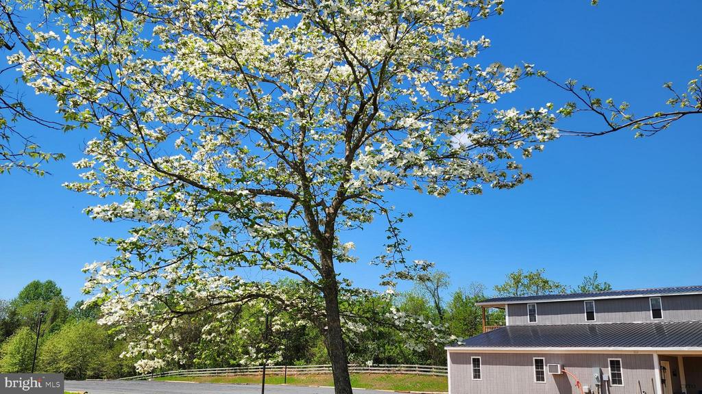 6478 LAUREL HILL LN, RIXEYVILLE, Virginia 22737, ,Land,6478 LAUREL HILL LN,VACU2012944 MLS # VACU2012944