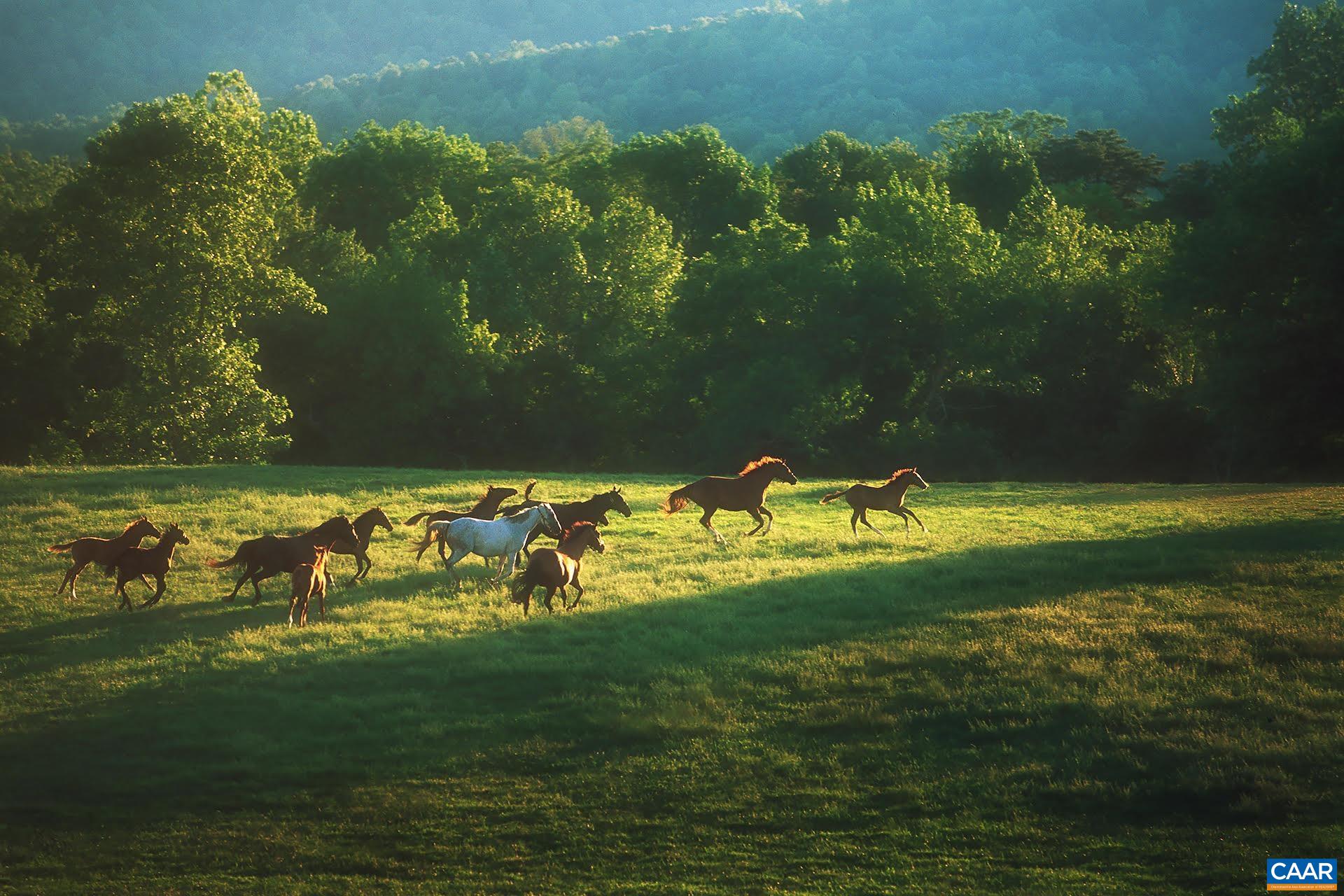 106 BRANDYWINE CT, CHARLOTTESVILLE, Virginia 22901, 3 Bedrooms Bedrooms, ,2 BathroomsBathrooms,Residential,106 BRANDYWINE CT,674976 MLS # 674976