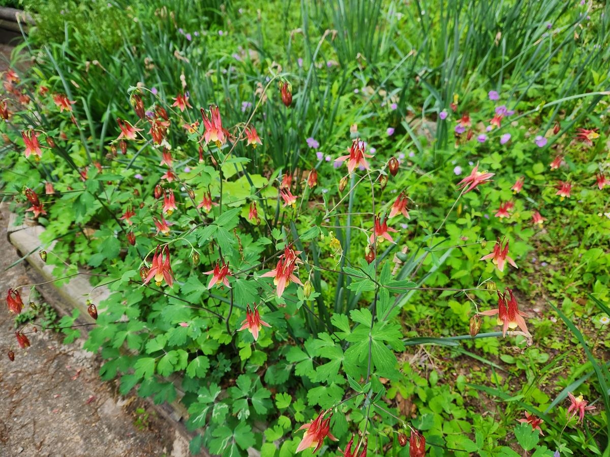 Vibrant blooms in a lush garden.