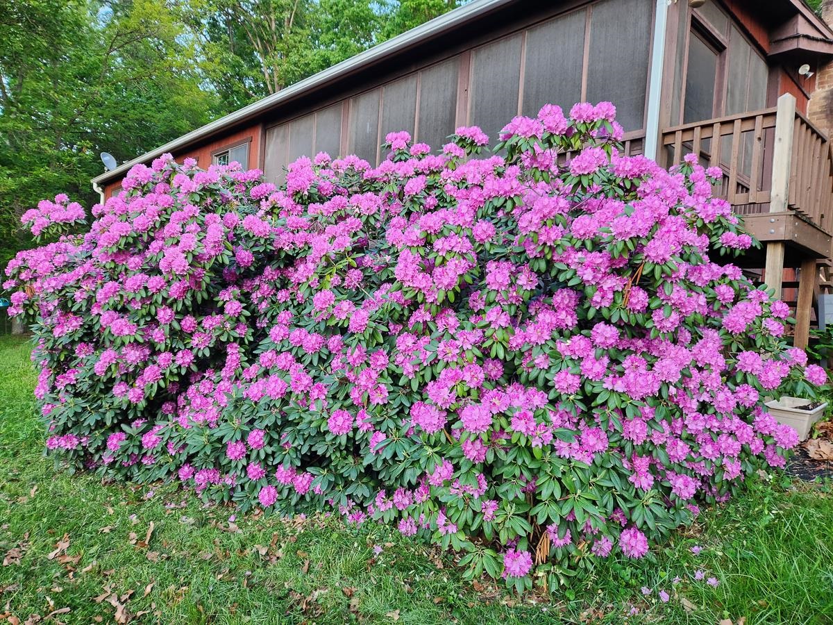 Vibrant blooms embrace rustic charm.