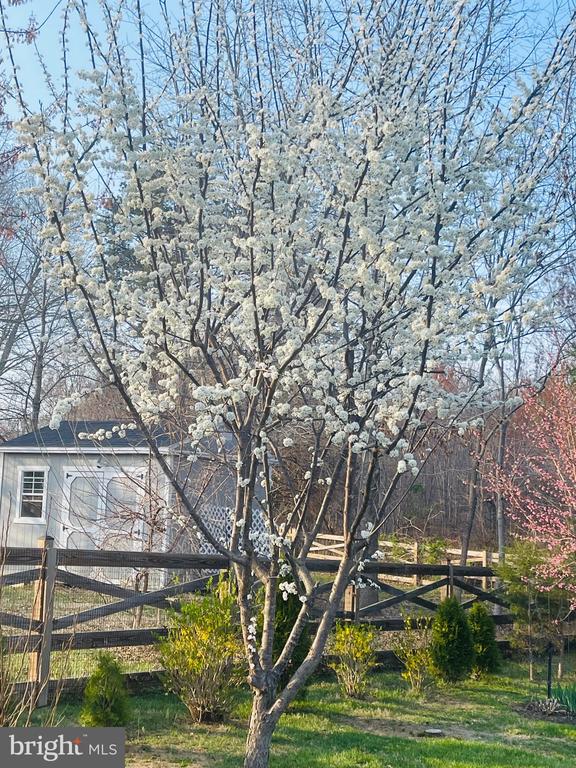 14220 BELLE AVENUE, CULPEPER, Virginia 22701, 3 Bedrooms Bedrooms, ,3 BathroomsBathrooms,Residential,14220 BELLE AVENUE,VACU2013126 MLS # VACU2013126