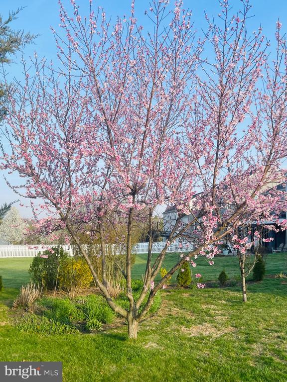 14220 BELLE AVENUE, CULPEPER, Virginia 22701, 3 Bedrooms Bedrooms, ,3 BathroomsBathrooms,Residential,14220 BELLE AVENUE,VACU2013126 MLS # VACU2013126