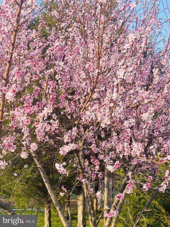 14220 BELLE AVENUE, CULPEPER, Virginia 22701, 3 Bedrooms Bedrooms, ,3 BathroomsBathrooms,Residential,14220 BELLE AVENUE,VACU2013126 MLS # VACU2013126