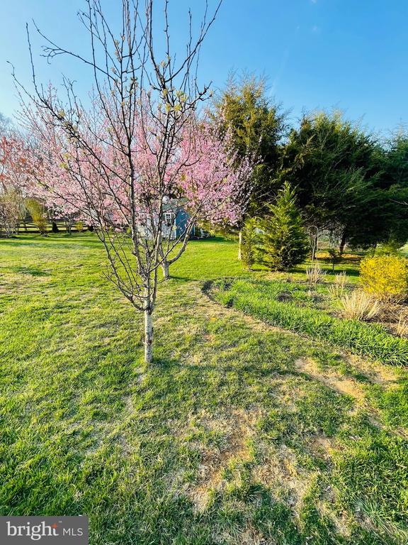 14220 BELLE AVENUE, CULPEPER, Virginia 22701, 3 Bedrooms Bedrooms, ,3 BathroomsBathrooms,Residential,14220 BELLE AVENUE,VACU2013126 MLS # VACU2013126