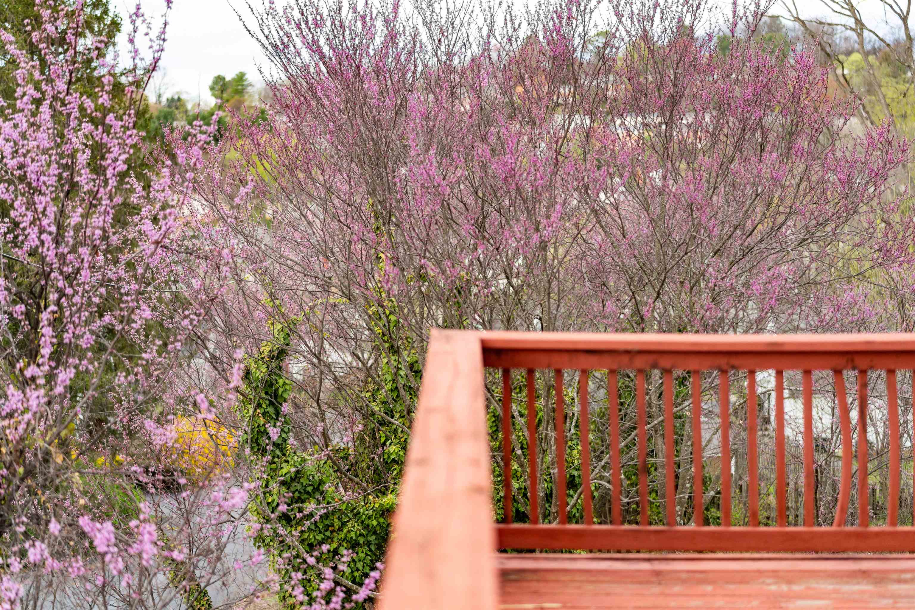 1000 SELMA BLVD, STAUNTON, Virginia 24401, 3 Bedrooms Bedrooms, ,1 BathroomBathrooms,Residential,1000 SELMA BLVD,675027 MLS # 675027 1000 SELMA BLVD, STAUNTON, Virginia 24401, 3 Bedrooms Bedrooms, ,1 BathroomBathrooms,Residential,1000 SELMA BLVD,675027 MLS # 675027