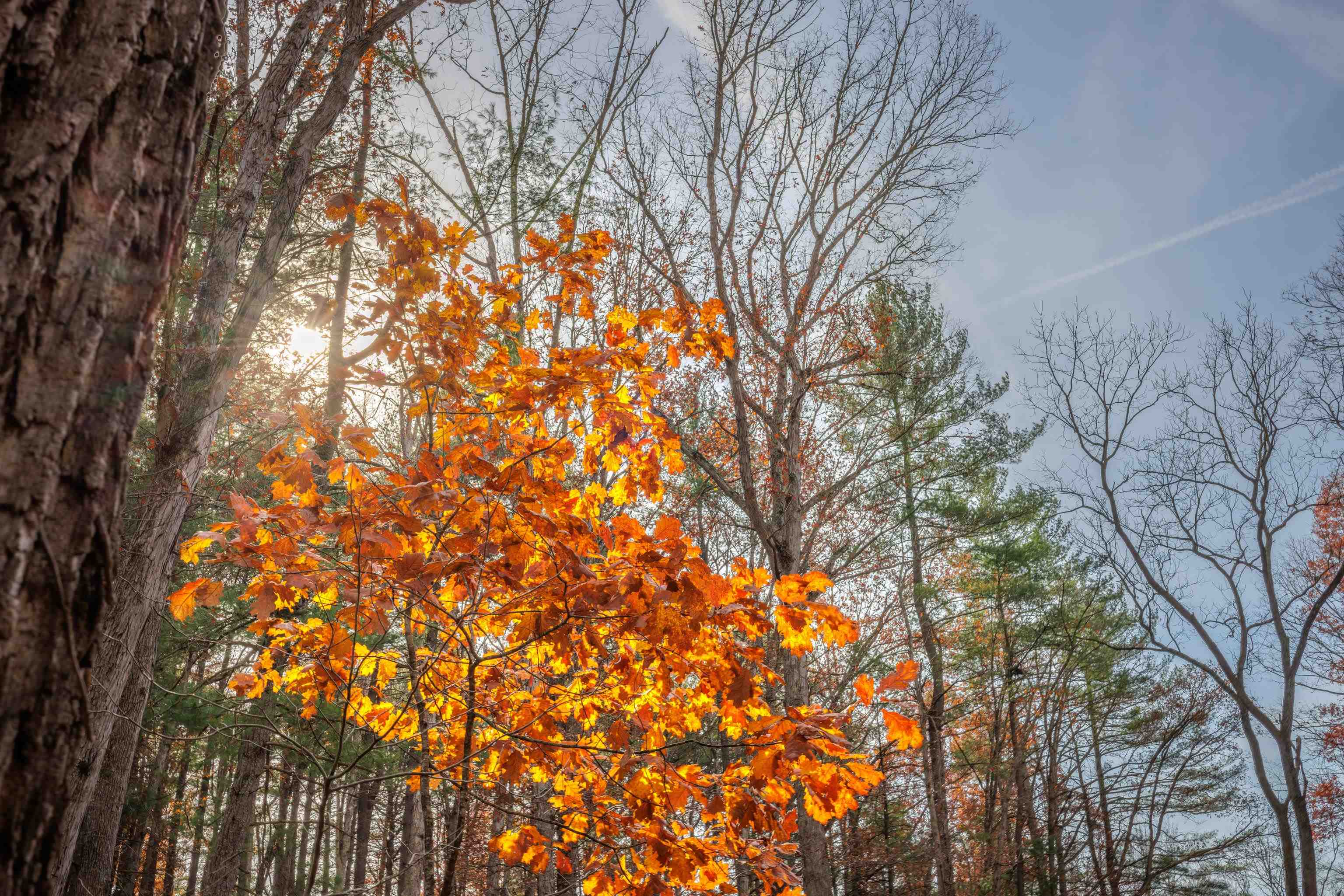 TBD PLUM TREE DRAFT RD, CHURCHVILLE, Virginia 24421, ,Land,TBD PLUM TREE DRAFT RD,675109 MLS # 675109 TBD PLUM TREE DRAFT RD, CHURCHVILLE, Virginia 24421, ,Land,TBD PLUM TREE DRAFT RD,675109 MLS # 675109
