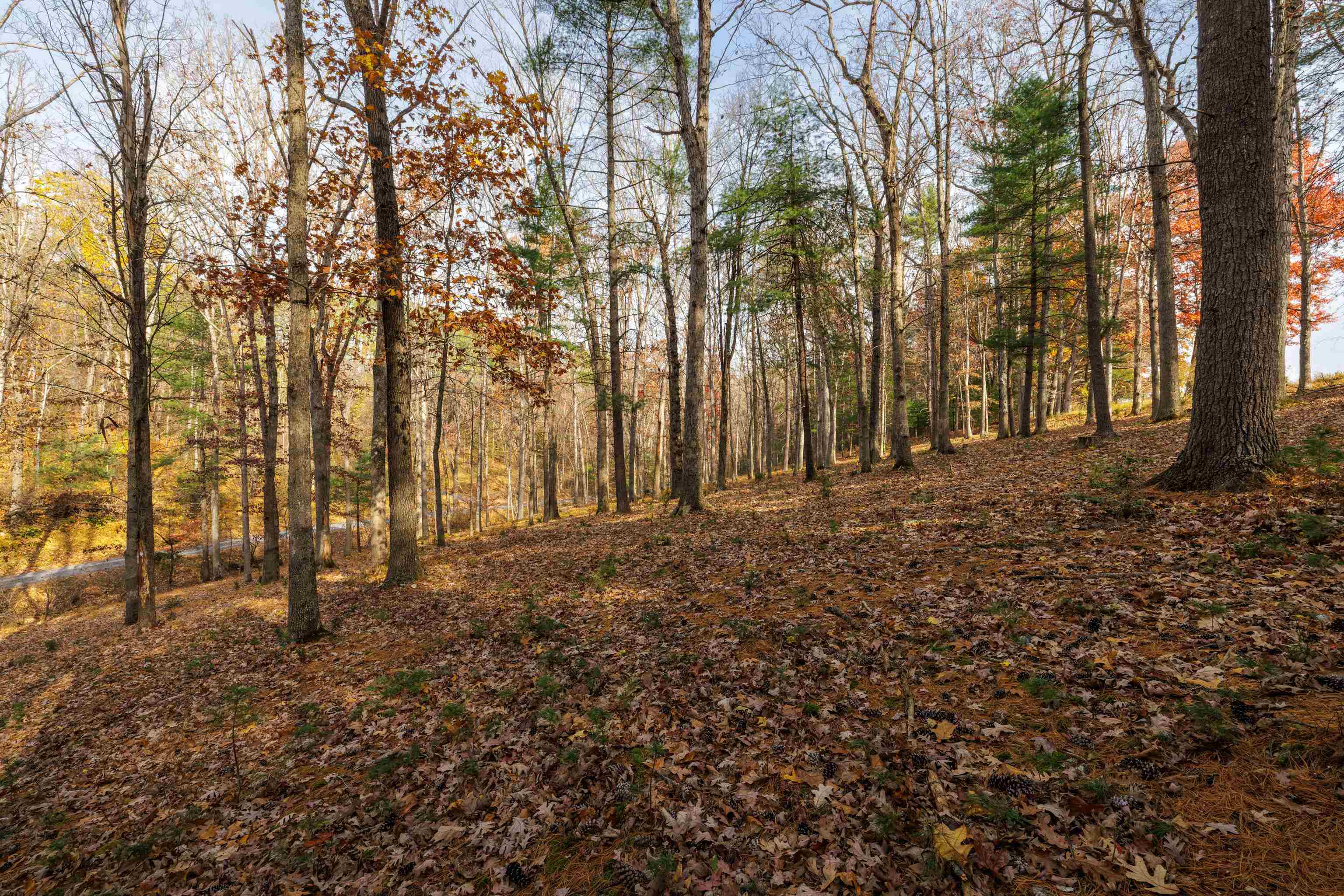 TBD PLUM TREE DRAFT RD, CHURCHVILLE, Virginia 24421, ,Land,TBD PLUM TREE DRAFT RD,675109 MLS # 675109 TBD PLUM TREE DRAFT RD, CHURCHVILLE, Virginia 24421, ,Land,TBD PLUM TREE DRAFT RD,675109 MLS # 675109