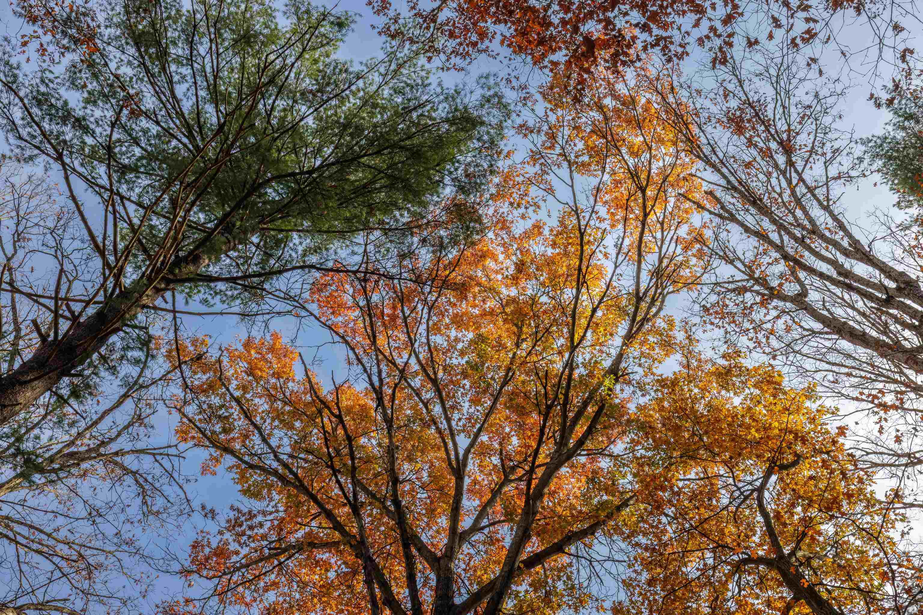 TBD PLUM TREE DRAFT RD, CHURCHVILLE, Virginia 24421, ,Land,TBD PLUM TREE DRAFT RD,675109 MLS # 675109 TBD PLUM TREE DRAFT RD, CHURCHVILLE, Virginia 24421, ,Land,TBD PLUM TREE DRAFT RD,675109 MLS # 675109