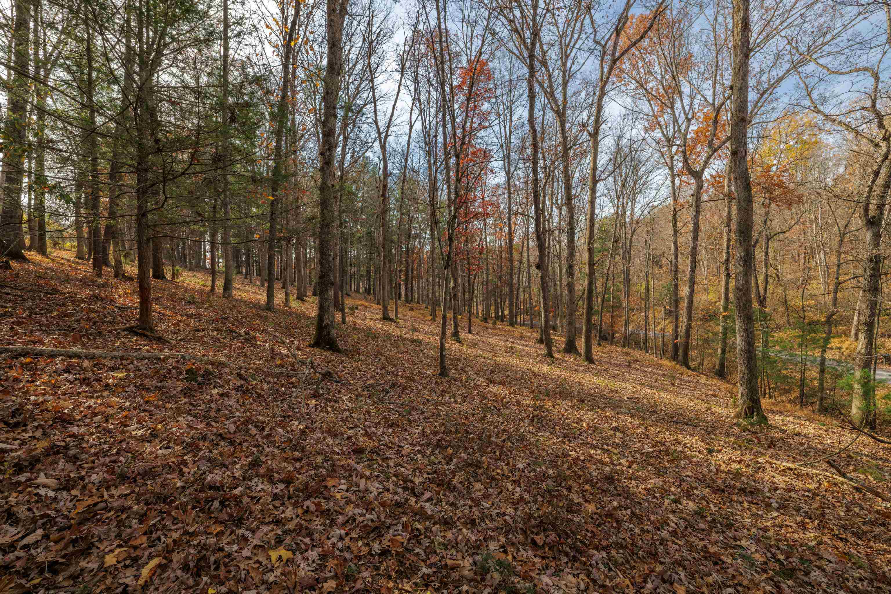 TBD PLUM TREE DRAFT RD, CHURCHVILLE, Virginia 24421, ,Land,TBD PLUM TREE DRAFT RD,675109 MLS # 675109 TBD PLUM TREE DRAFT RD, CHURCHVILLE, Virginia 24421, ,Land,TBD PLUM TREE DRAFT RD,675109 MLS # 675109