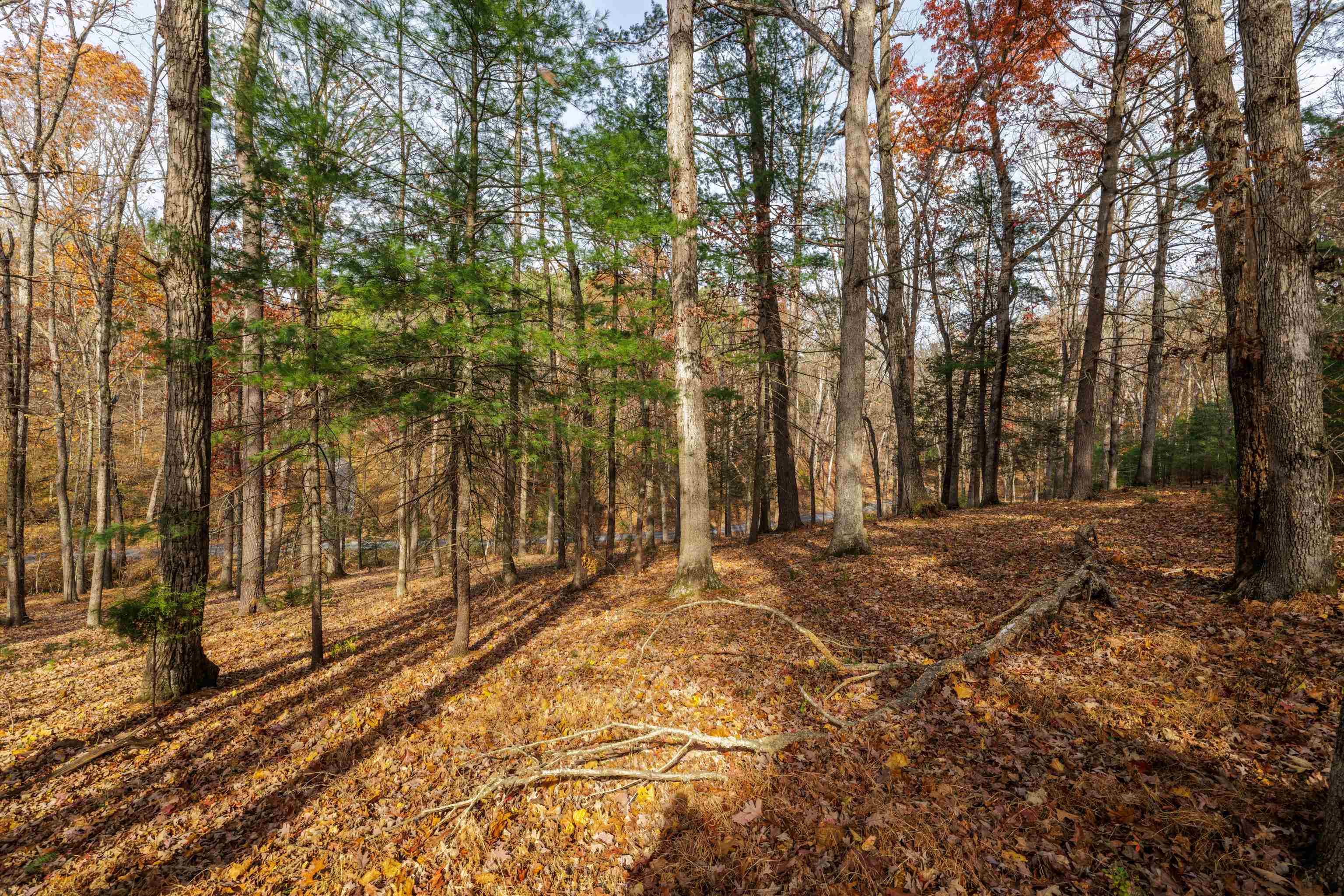 TBD PLUM TREE DRAFT RD, CHURCHVILLE, Virginia 24421, ,Land,TBD PLUM TREE DRAFT RD,675109 MLS # 675109 TBD PLUM TREE DRAFT RD, CHURCHVILLE, Virginia 24421, ,Land,TBD PLUM TREE DRAFT RD,675109 MLS # 675109