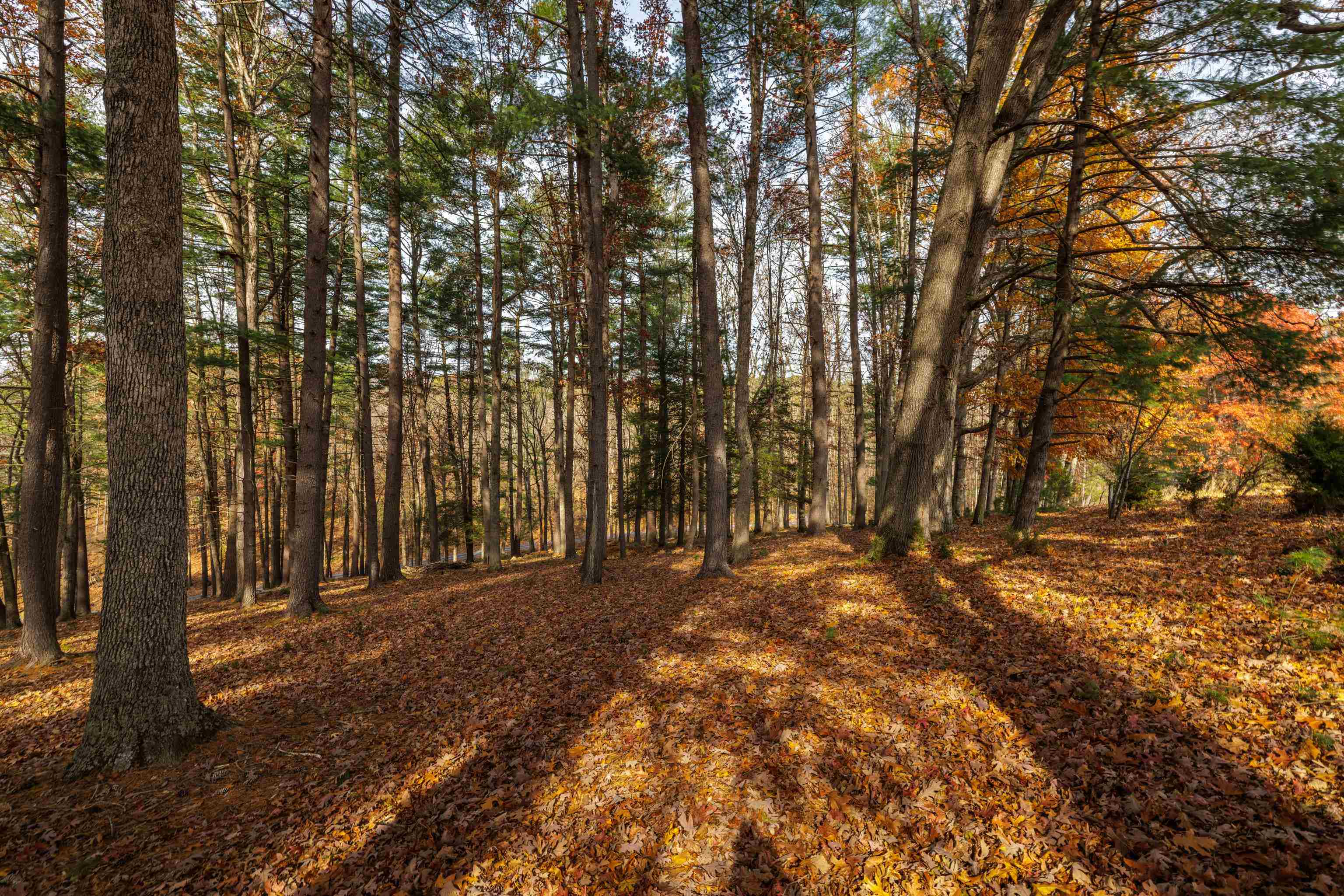 TBD PLUM TREE DRAFT RD, CHURCHVILLE, Virginia 24421, ,Land,TBD PLUM TREE DRAFT RD,675109 MLS # 675109 TBD PLUM TREE DRAFT RD, CHURCHVILLE, Virginia 24421, ,Land,TBD PLUM TREE DRAFT RD,675109 MLS # 675109