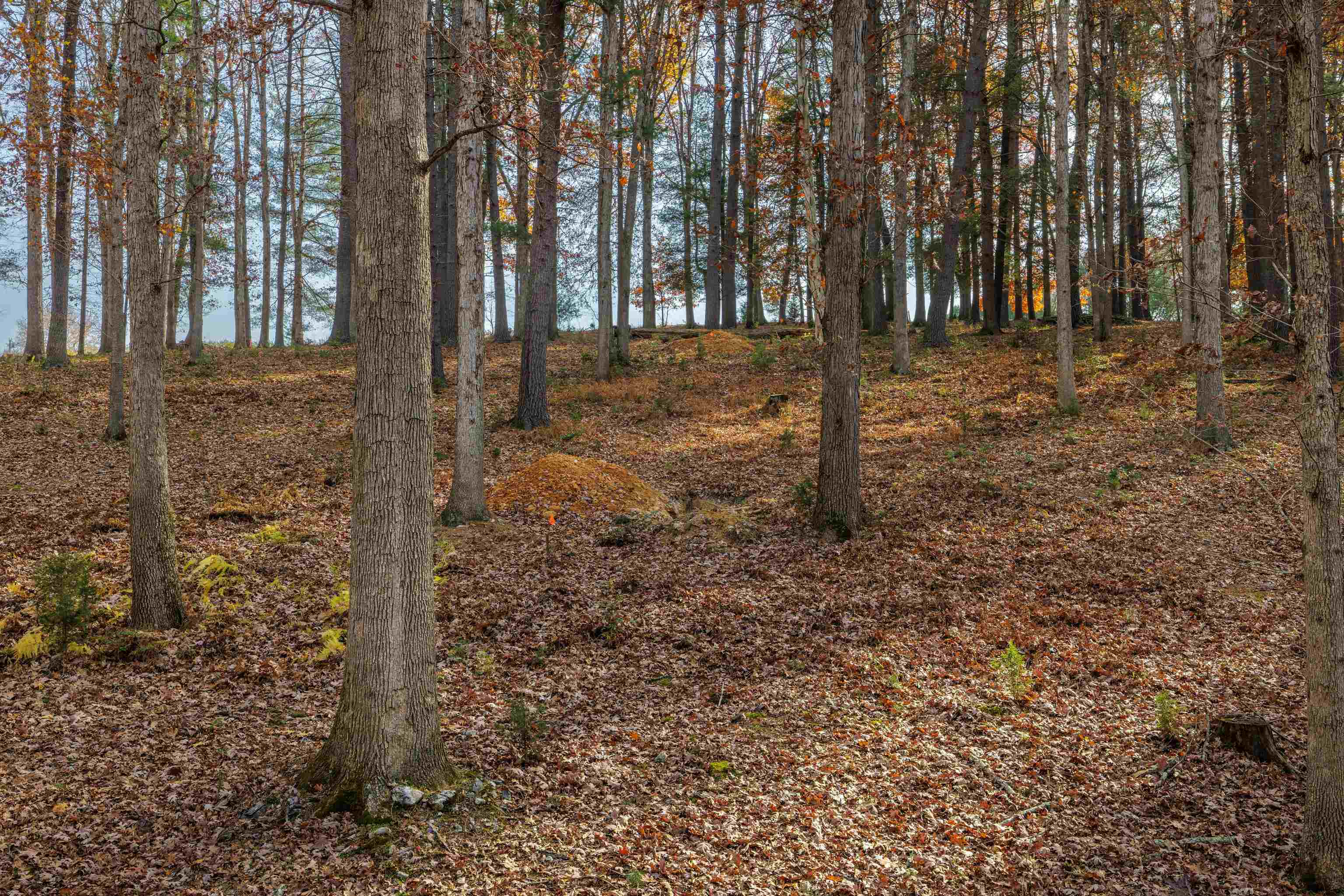 TBD PLUM TREE DRAFT RD, CHURCHVILLE, Virginia 24421, ,Land,TBD PLUM TREE DRAFT RD,675109 MLS # 675109 TBD PLUM TREE DRAFT RD, CHURCHVILLE, Virginia 24421, ,Land,TBD PLUM TREE DRAFT RD,675109 MLS # 675109