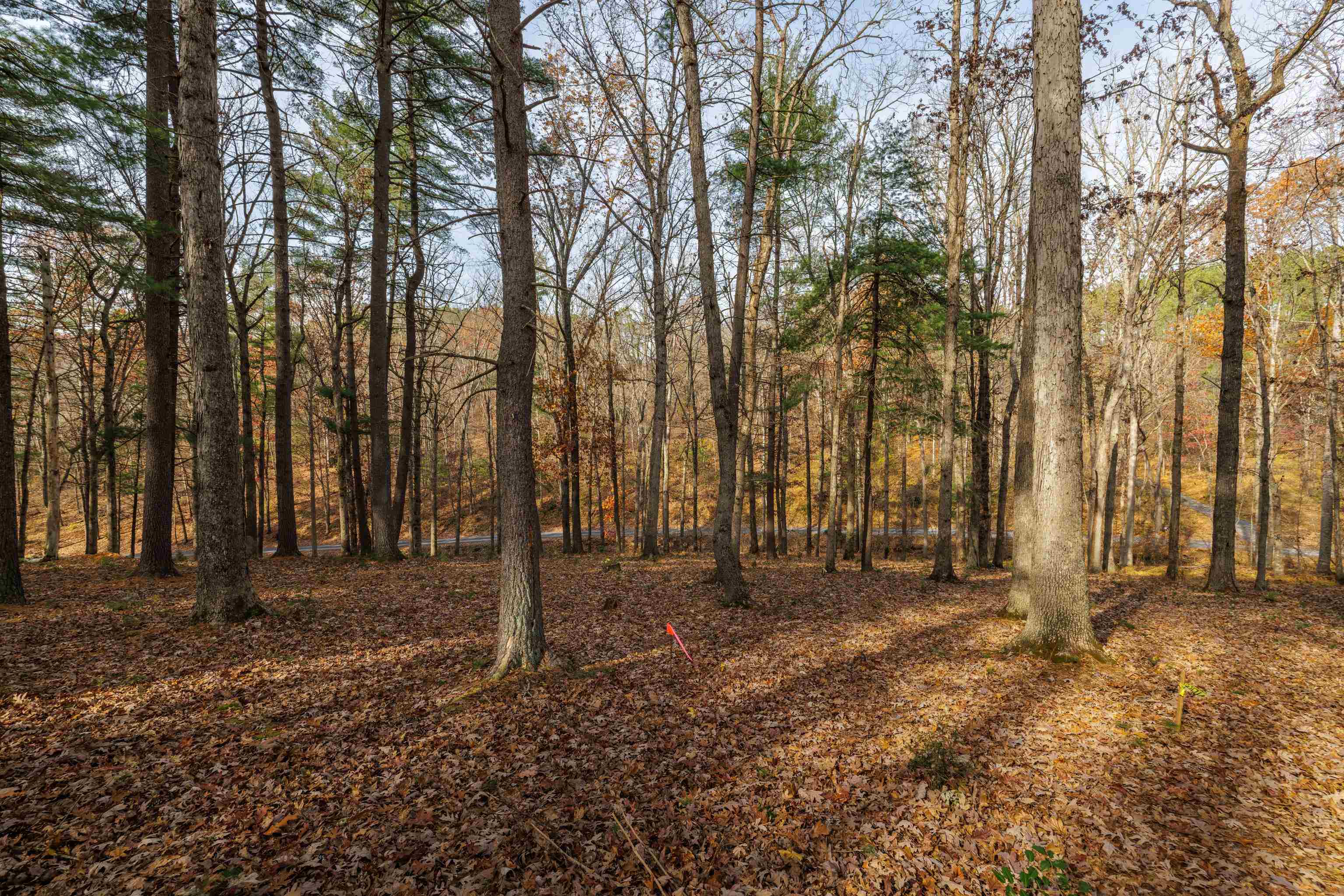 TBD PLUM TREE DRAFT RD, CHURCHVILLE, Virginia 24421, ,Land,TBD PLUM TREE DRAFT RD,675109 MLS # 675109 TBD PLUM TREE DRAFT RD, CHURCHVILLE, Virginia 24421, ,Land,TBD PLUM TREE DRAFT RD,675109 MLS # 675109