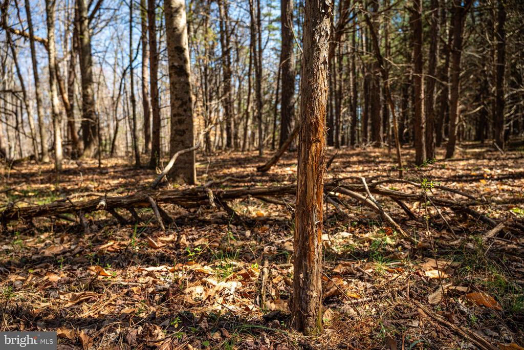 0 COX MILL RD, GORDONSVILLE, Virginia 22942, ,Farm,0 COX MILL RD,VAOR2013724 MLS # VAOR2013724