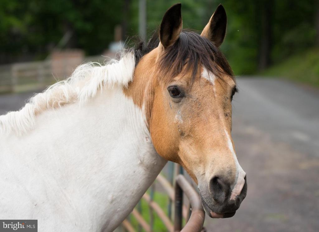 3715 LAKEVIEW PKWY, LOCUST GROVE, Virginia 22508, 4 Bedrooms Bedrooms, ,4 BathroomsBathrooms,Residential,3715 LAKEVIEW PKWY,VAOR2013412 MLS # VAOR2013412