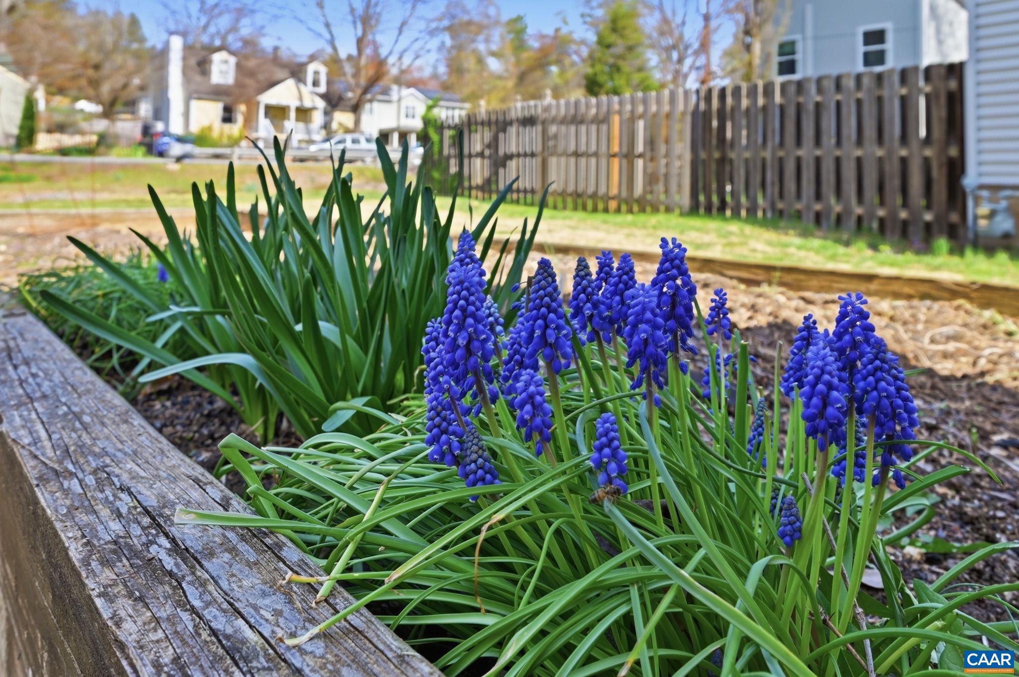 1641 CHERRY AVE, CHARLOTTESVILLE, Virginia 22903, 3 Bedrooms Bedrooms, ,1 BathroomBathrooms,Residential,1641 CHERRY AVE,674762 MLS # 674762