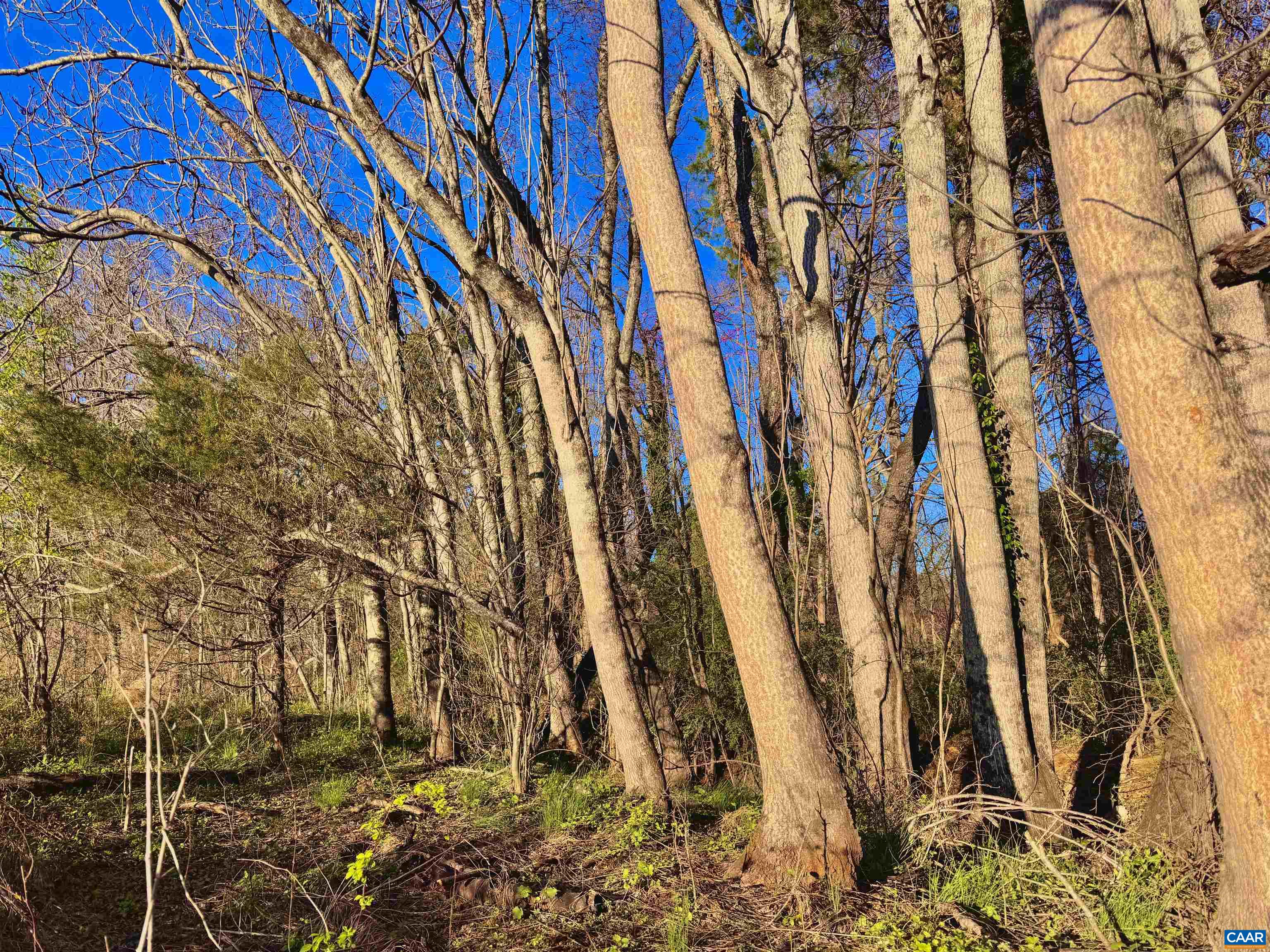 TBD GORDON AVE, LOUISA, Virginia 23093, ,Land,TBD GORDON AVE,675121 MLS # 675121