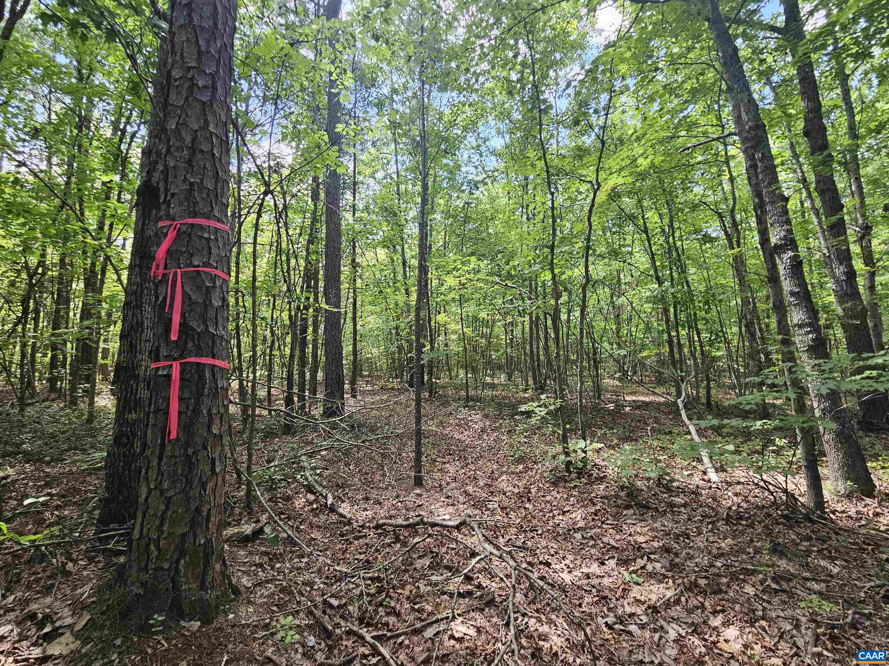 100 Ac W JAMES ANDERSON HWY, GLADSTONE, Virginia 24553, ,Farm,100 Ac W JAMES ANDERSON HWY,675255 MLS # 675255