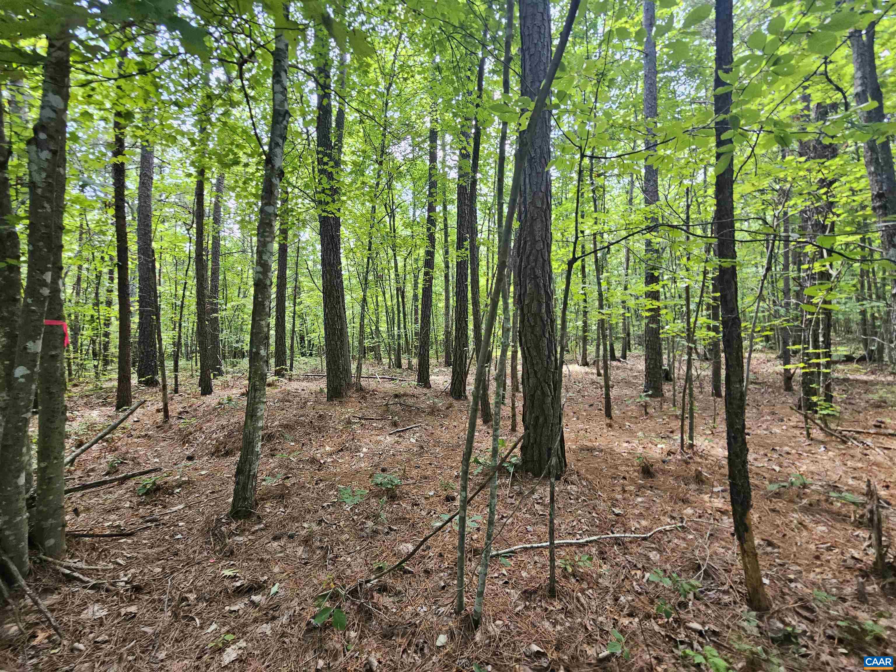 100 Ac W JAMES ANDERSON HWY, GLADSTONE, Virginia 24553, ,Farm,100 Ac W JAMES ANDERSON HWY,675255 MLS # 675255