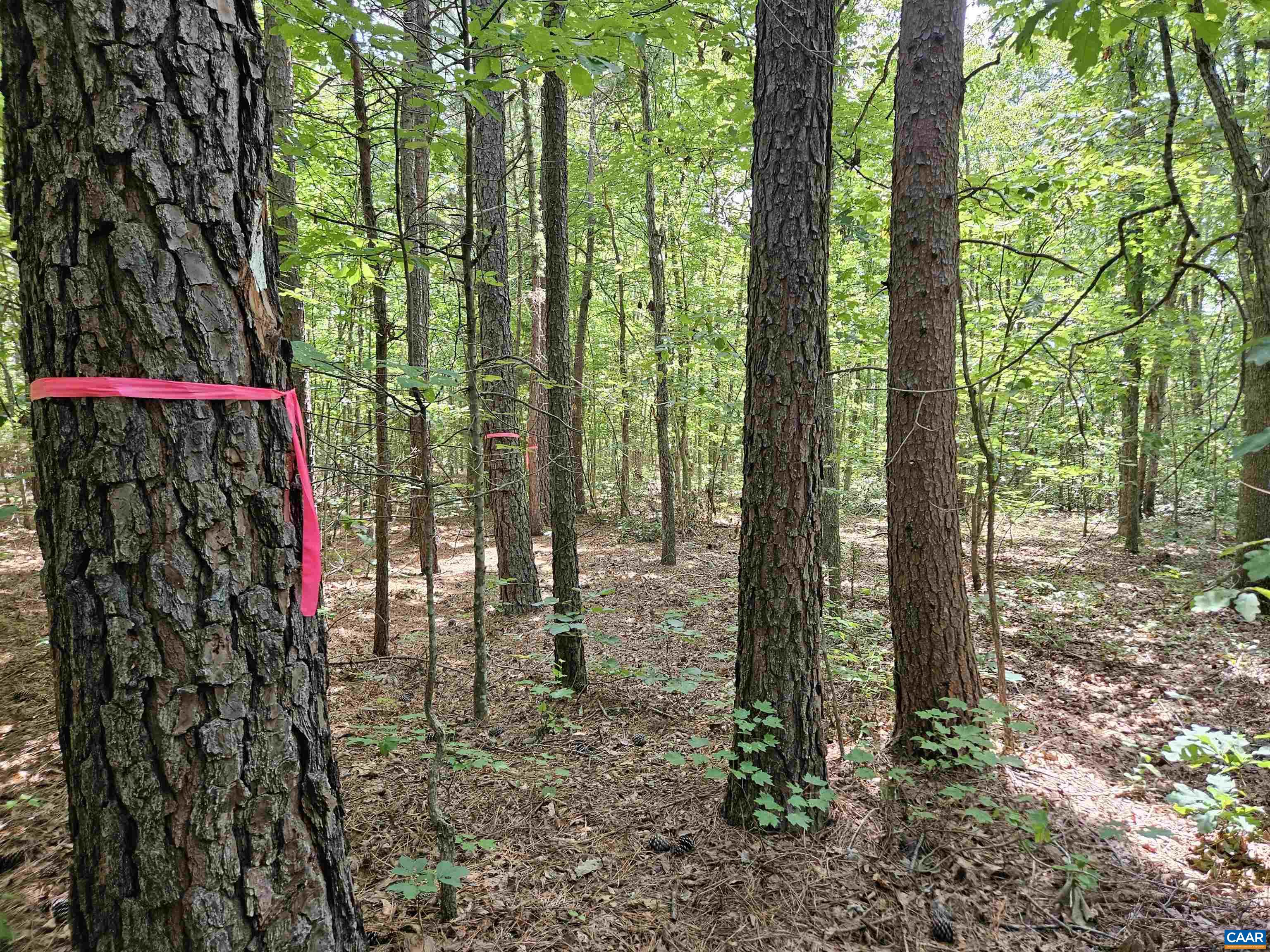 100 Ac W JAMES ANDERSON HWY, GLADSTONE, Virginia 24553, ,Farm,100 Ac W JAMES ANDERSON HWY,675255 MLS # 675255